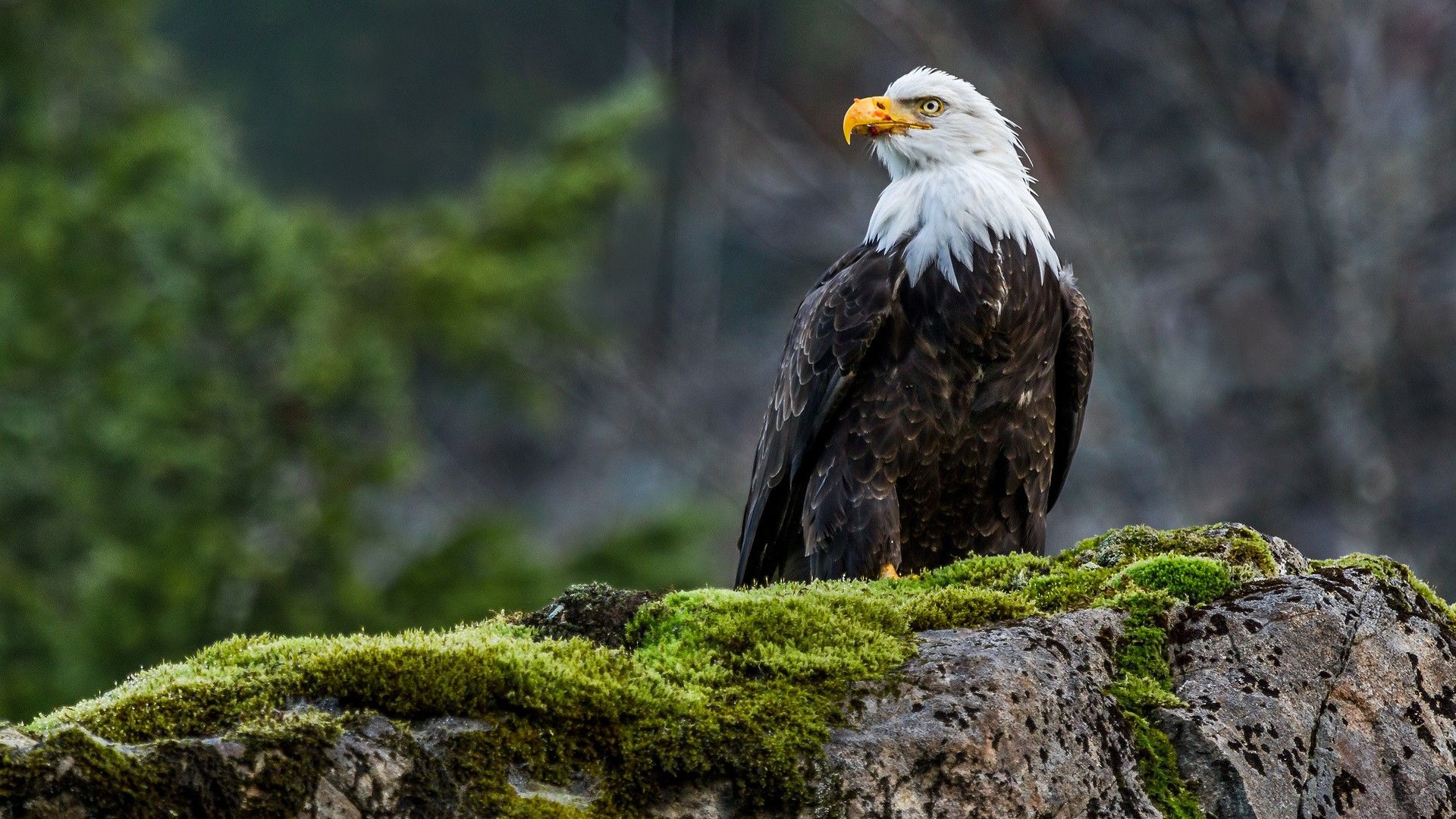 animals, Nature, Wildlife, Eagle, Birds, Moss, Bald Eagle Wallpaper HD / Desktop and Mobile Background