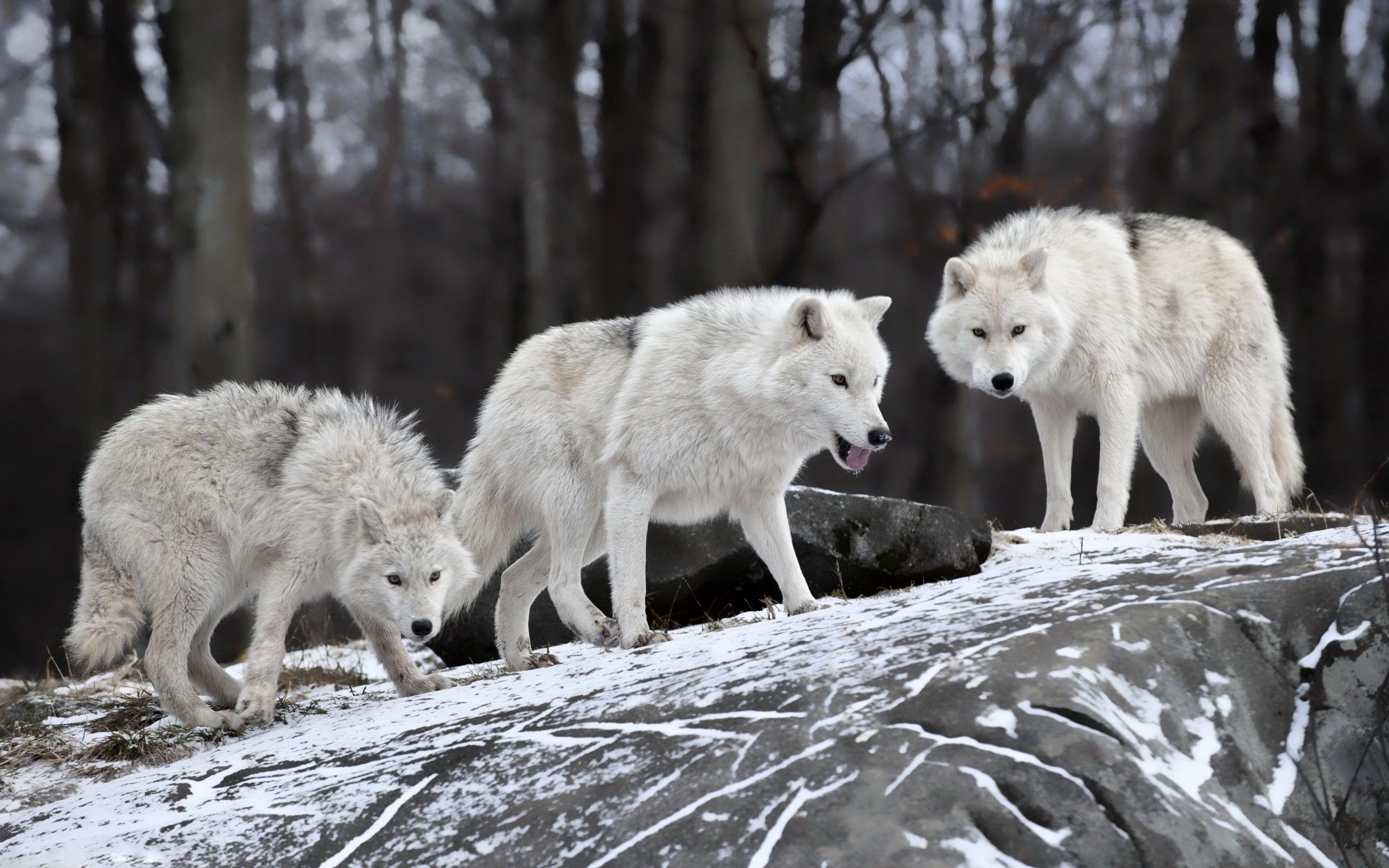 wolf, Wildlife, Animals, Snow Wallpaper HD / Desktop and Mobile