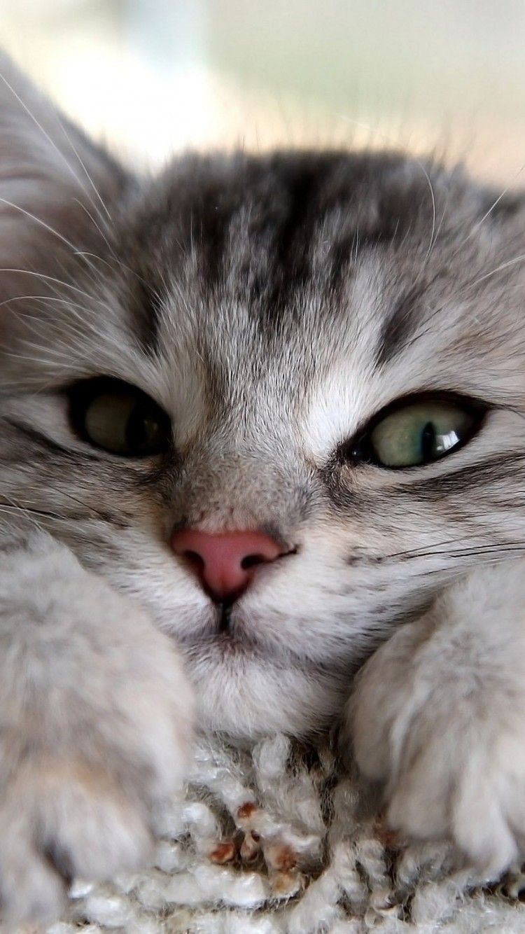 Cute White And Black Tiny Cat Cat Wallpaper HD For iPhone
