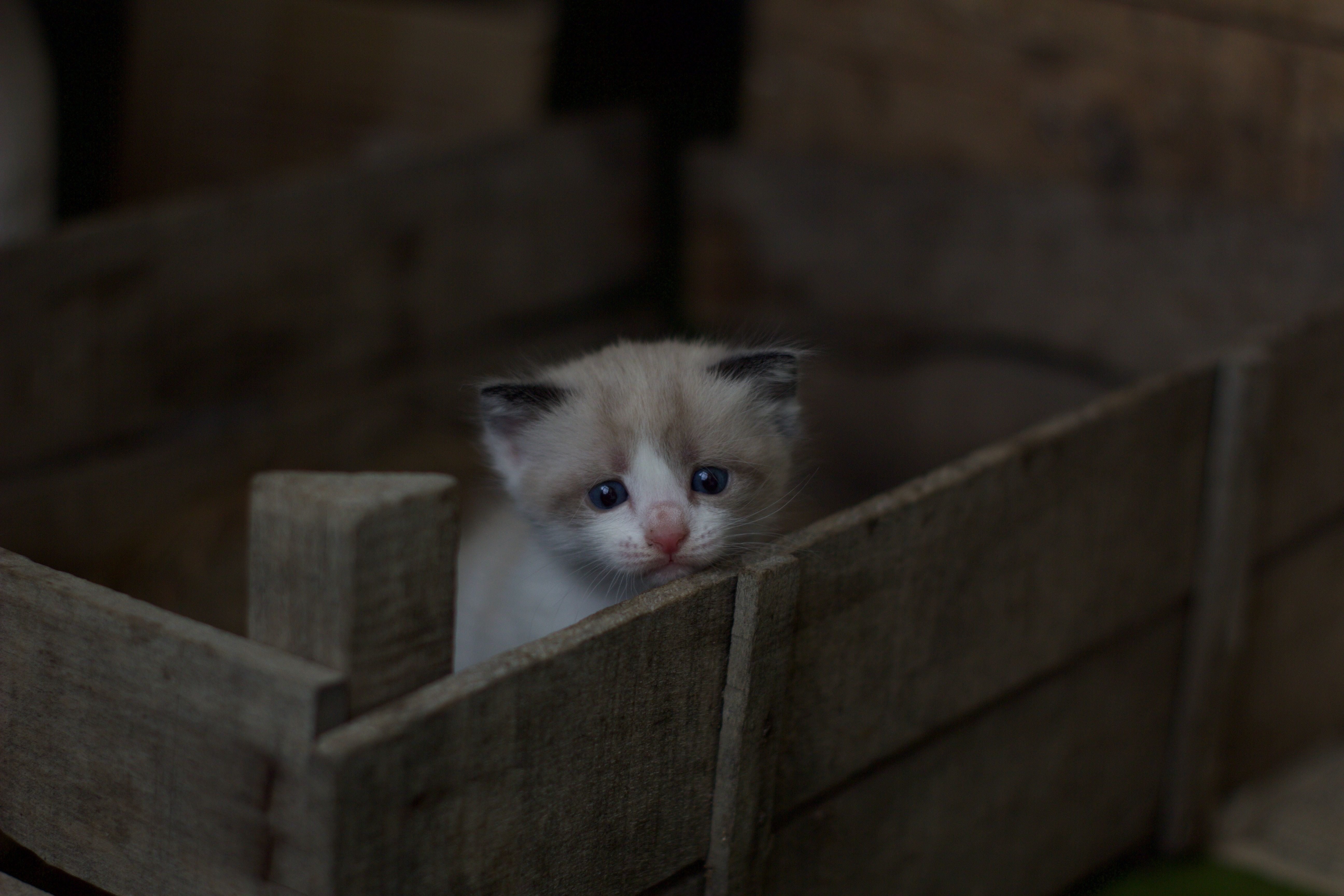 5184x3456 #lonely, #animal, #bokeh, #domestic, #dark, #box