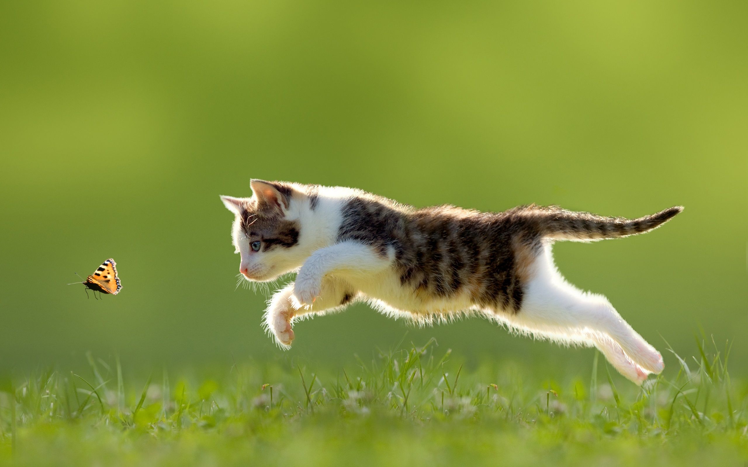 Cat and Butterfly Wallpaper