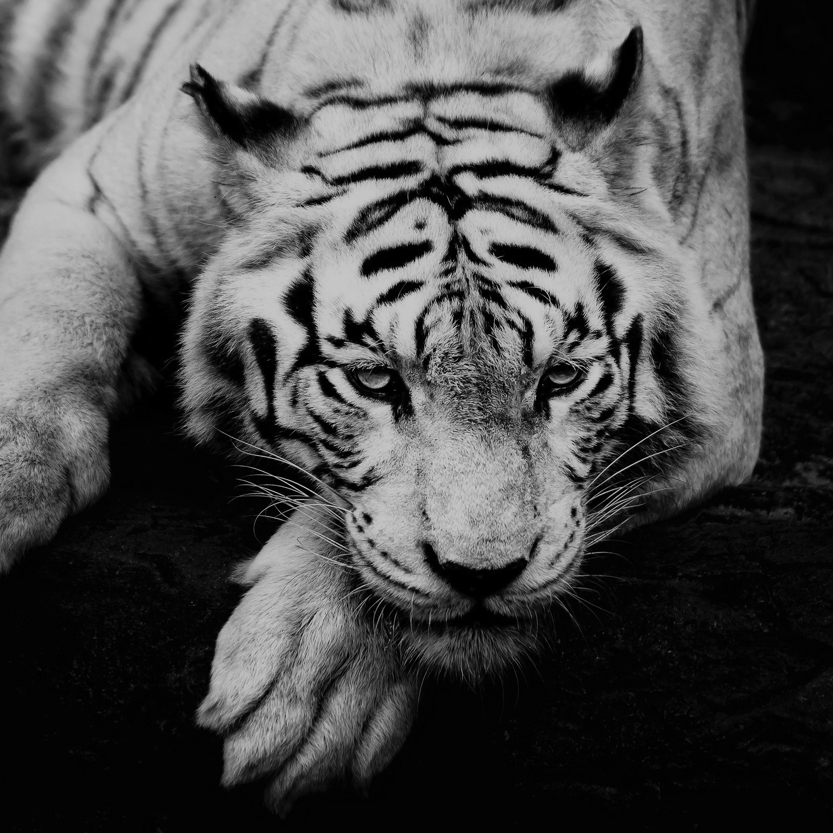 Bw Dark Tiger Animal
