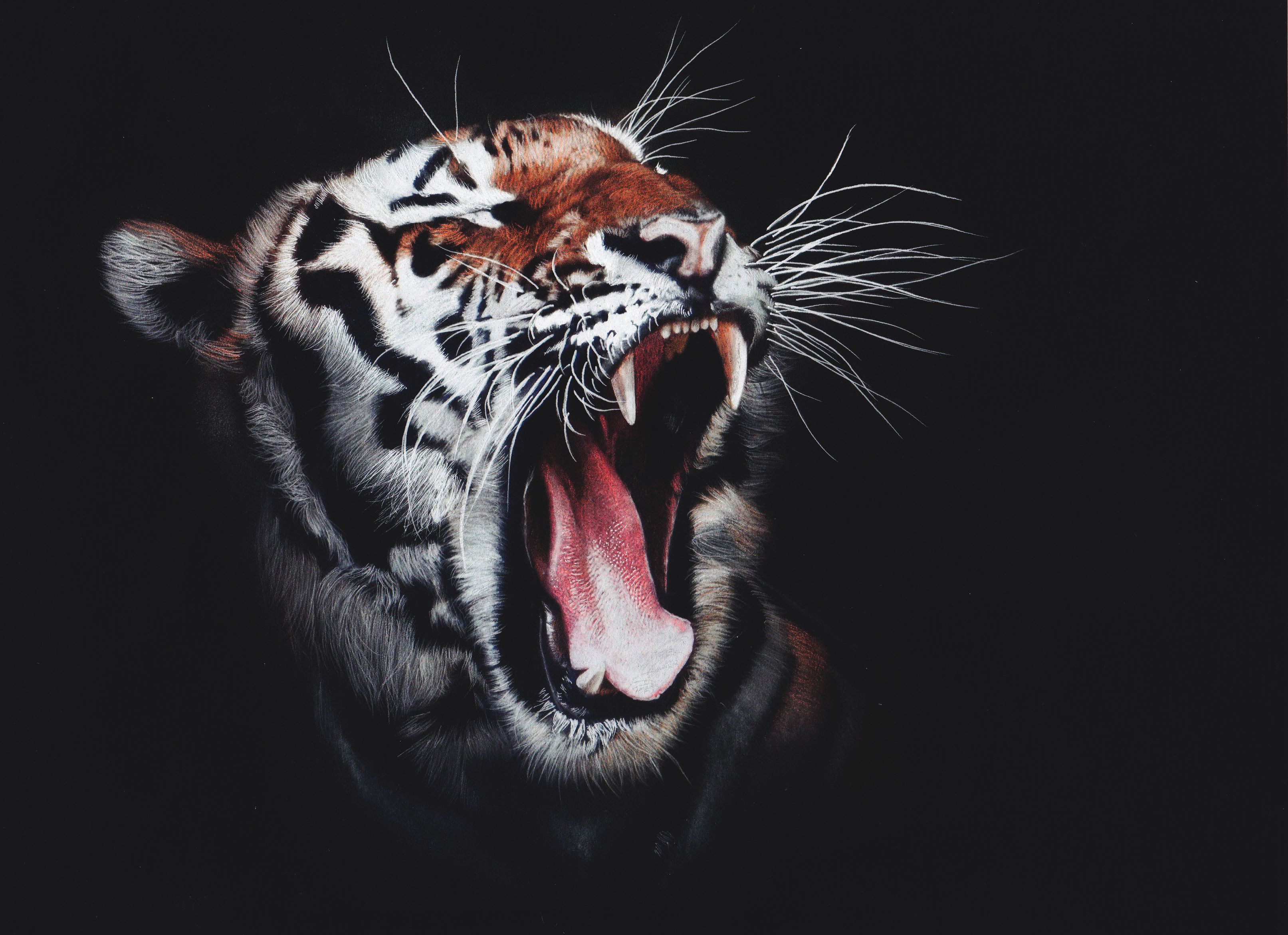 Wallpaper Tiger, Roaring, Dark background, HD, Animals