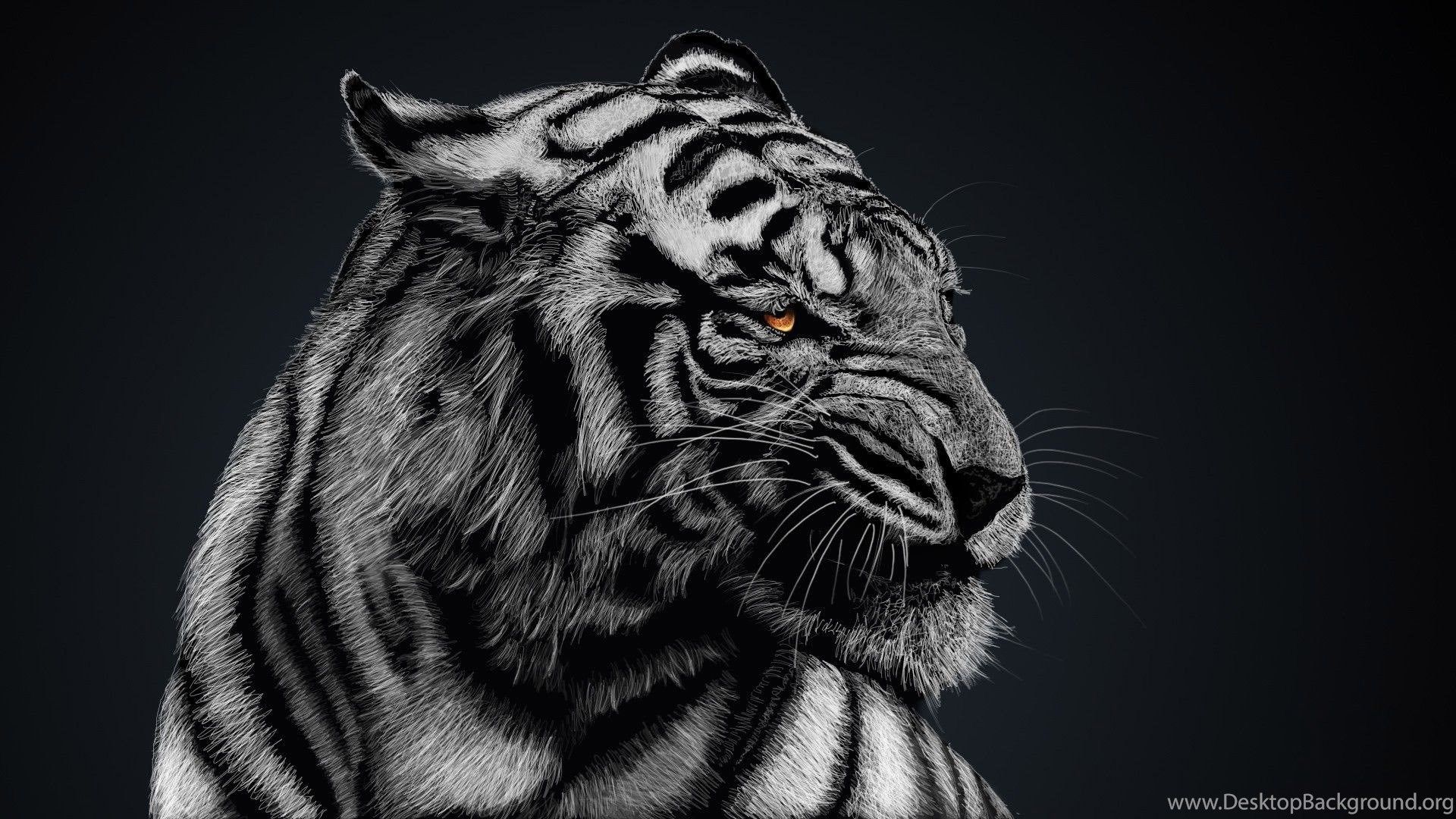 Black And White Tiger Wallpaper High Quality, Animal Wallpaper