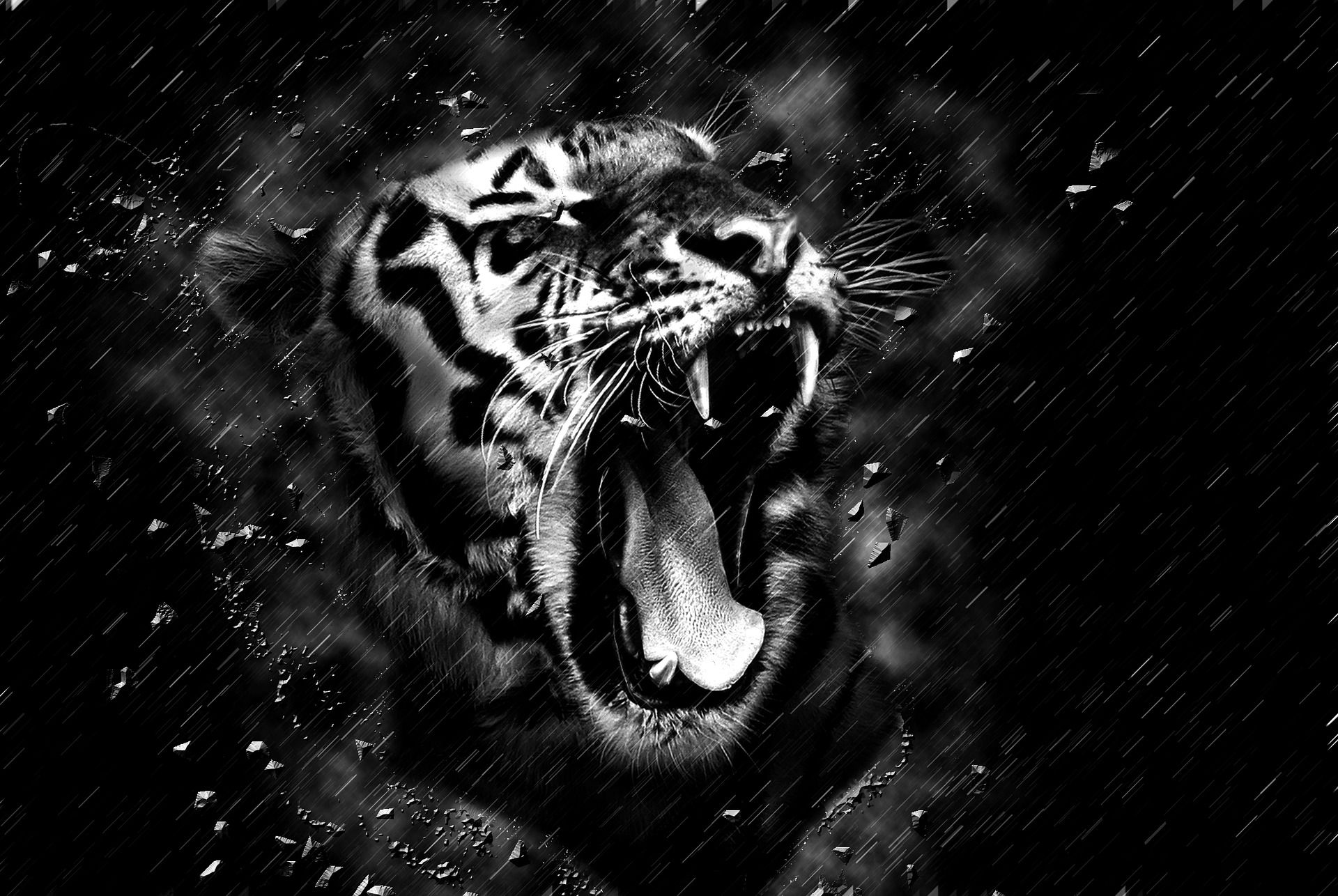 Black Tiger Wallpaper Free Black Tiger Background