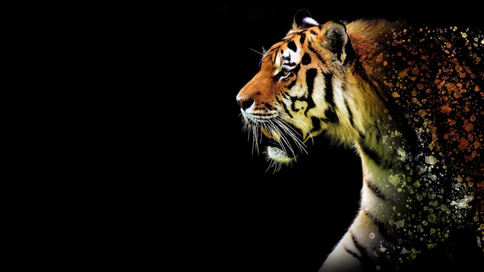 Black Tiger 3d Wallpaper Download Image Num 92