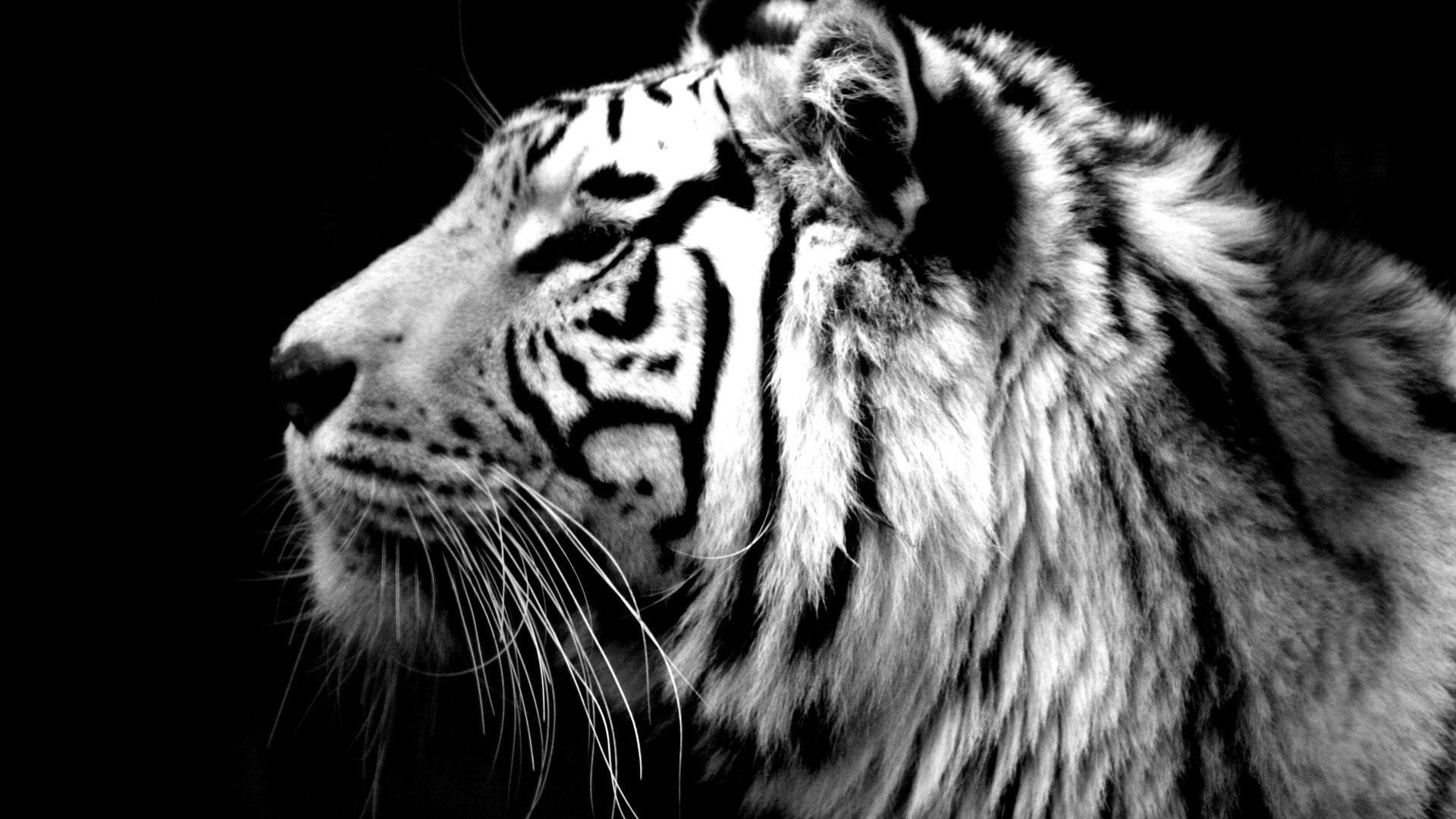 Tiger Blank Background. Awesome Tiger