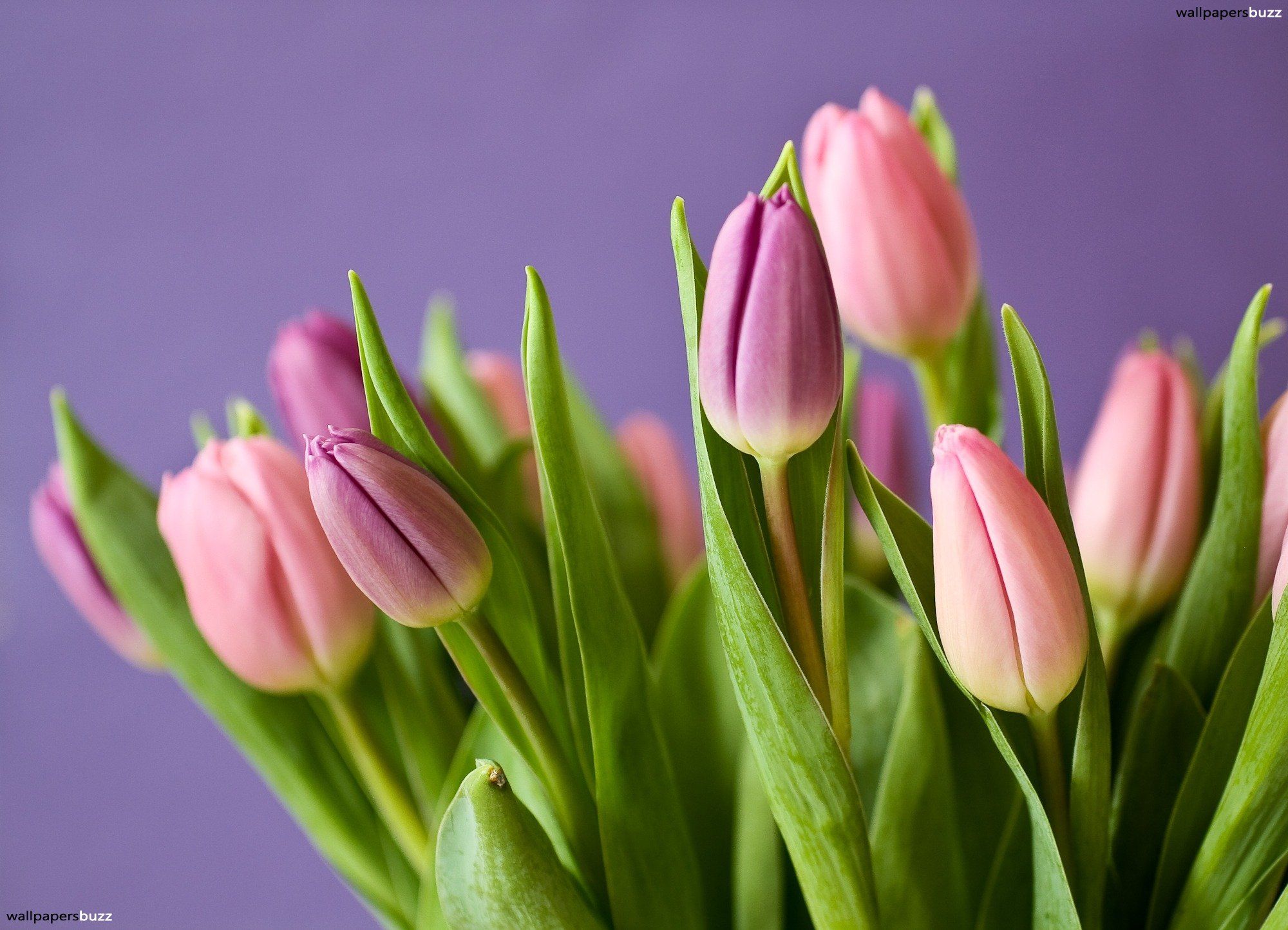 Tulips HD Wallpaper & Background Download