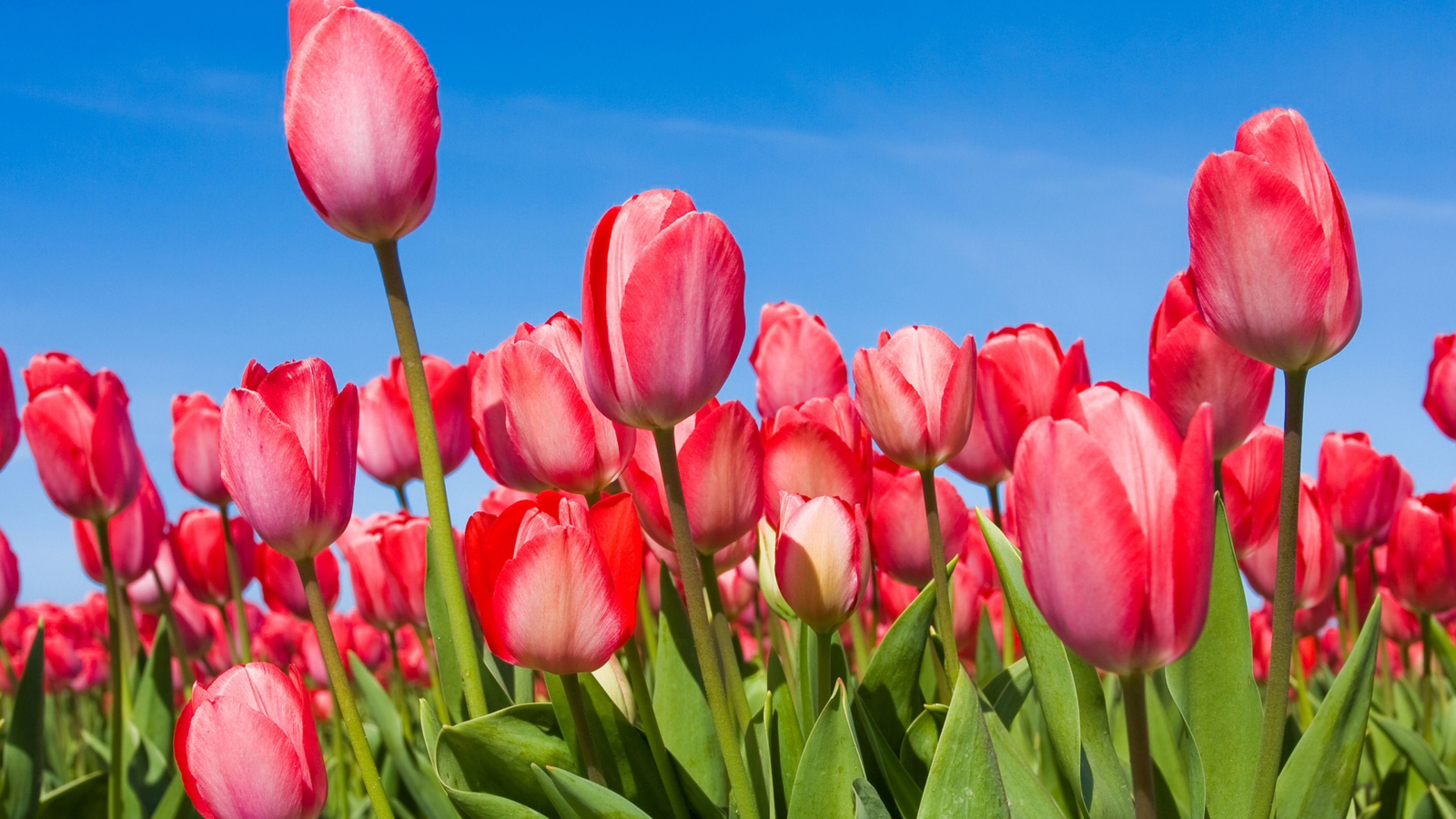Free download Nature wallpaper desktop spring flower with red