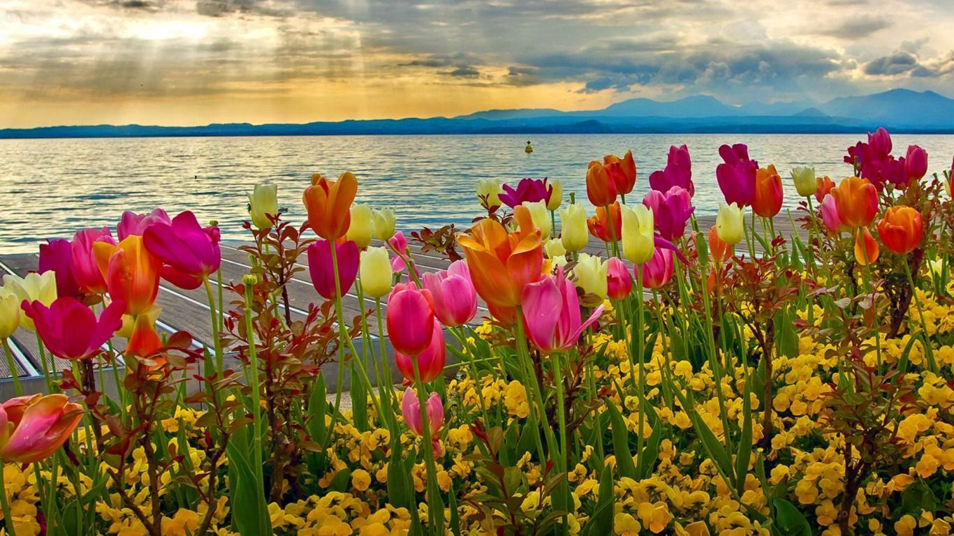 tulips and lake asus transformer wallpaper. Spring