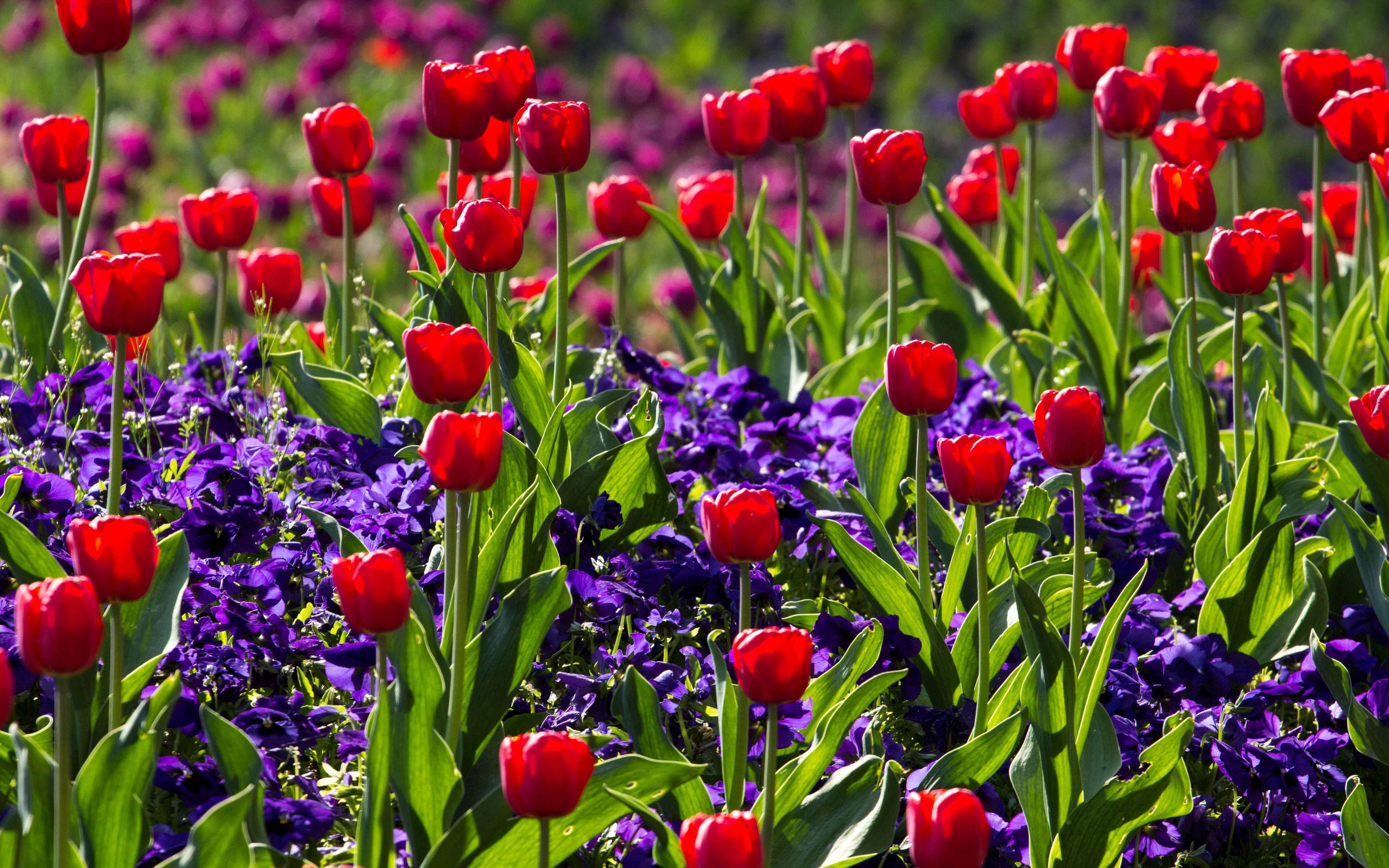 Red Tulips And Daffodils Purple Spring Flowers HD Desktop