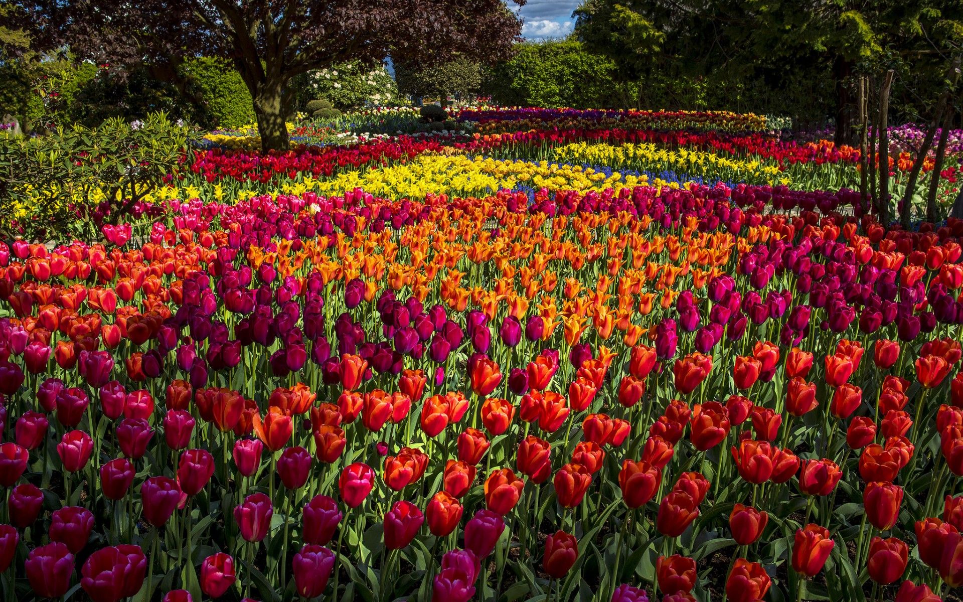 Park Filled with Tulips HD Wallpaper. Background Image