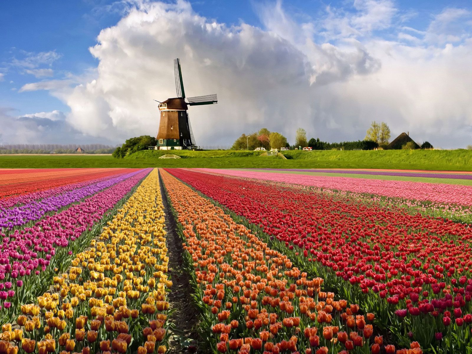 Beautiful Tulips Spring HD Wallpaper Mobile Download