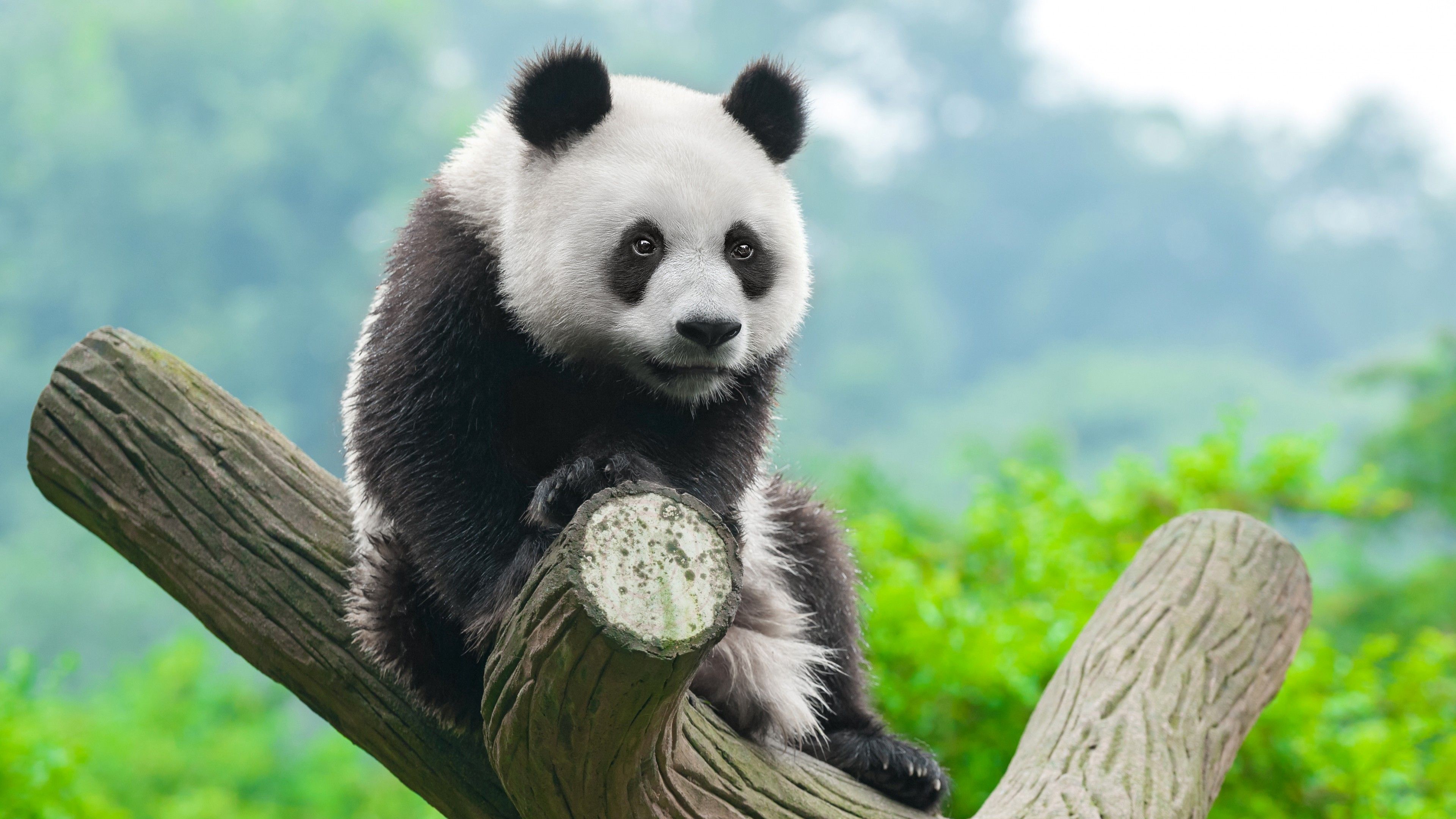 Wallpaper panda, cute animals, 4k, Animals