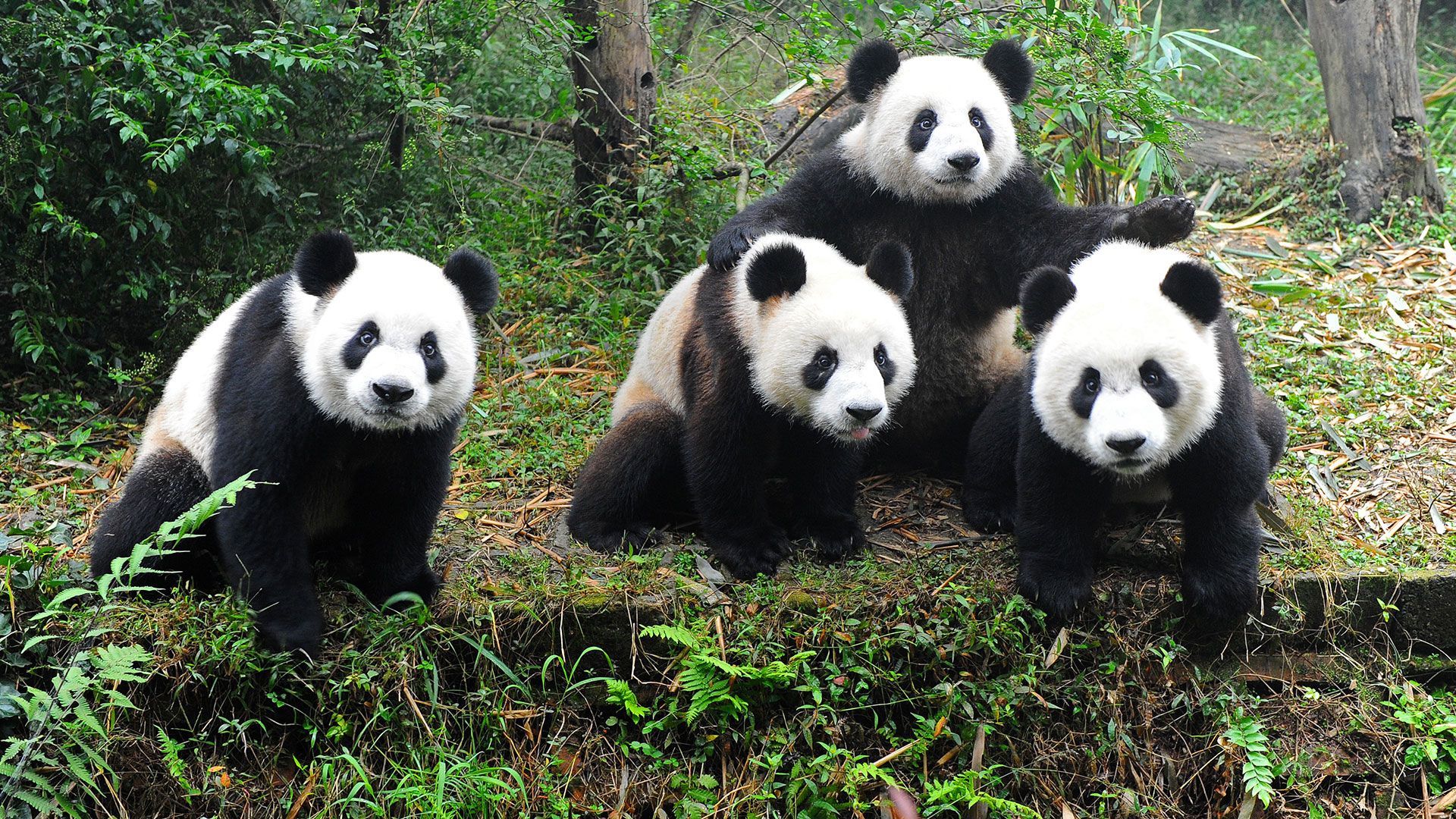 Derpy Pandas HD Wallpaperx1080