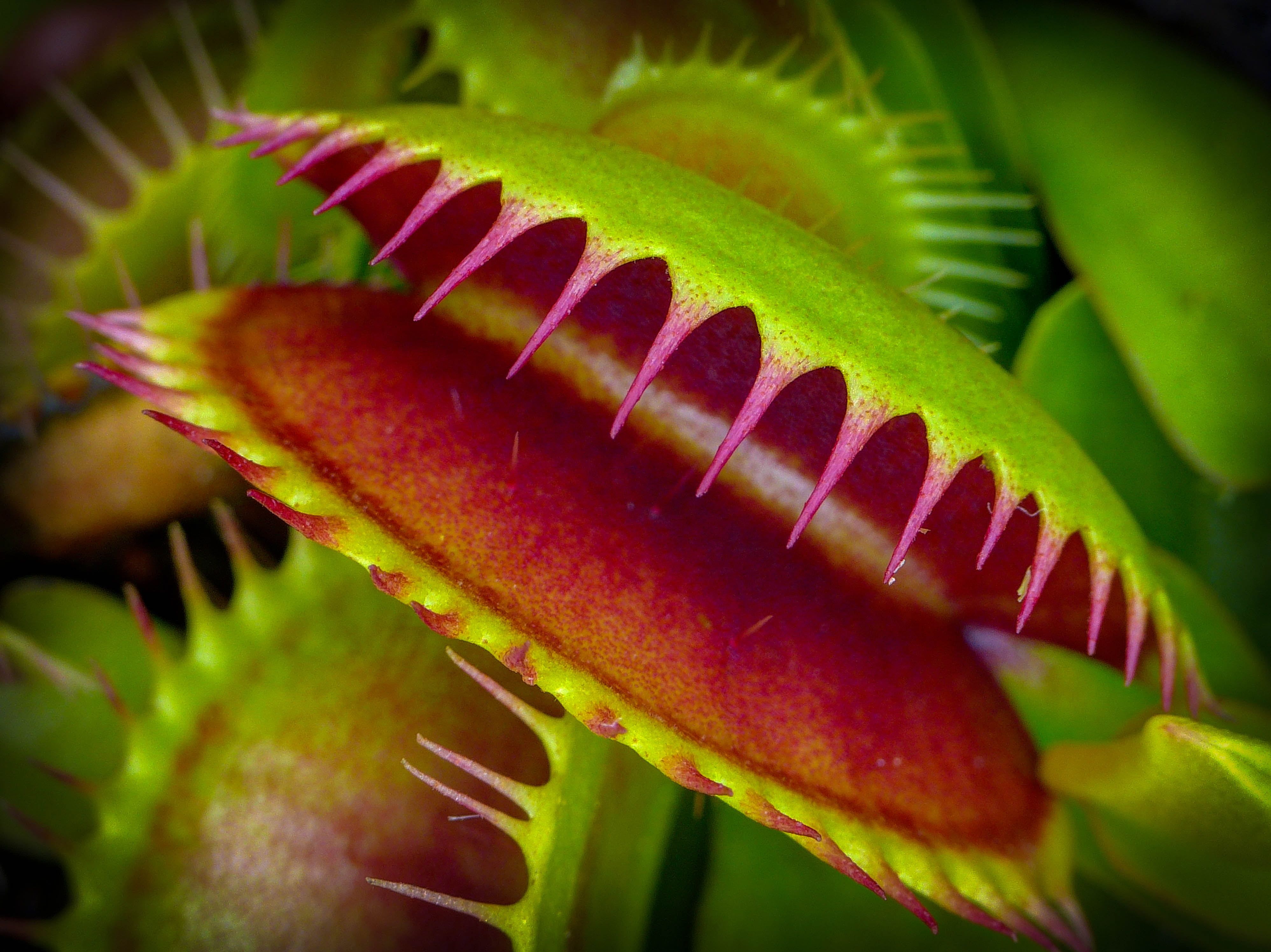 Close up photo Venus Fly trap with water dew HD wallpaper