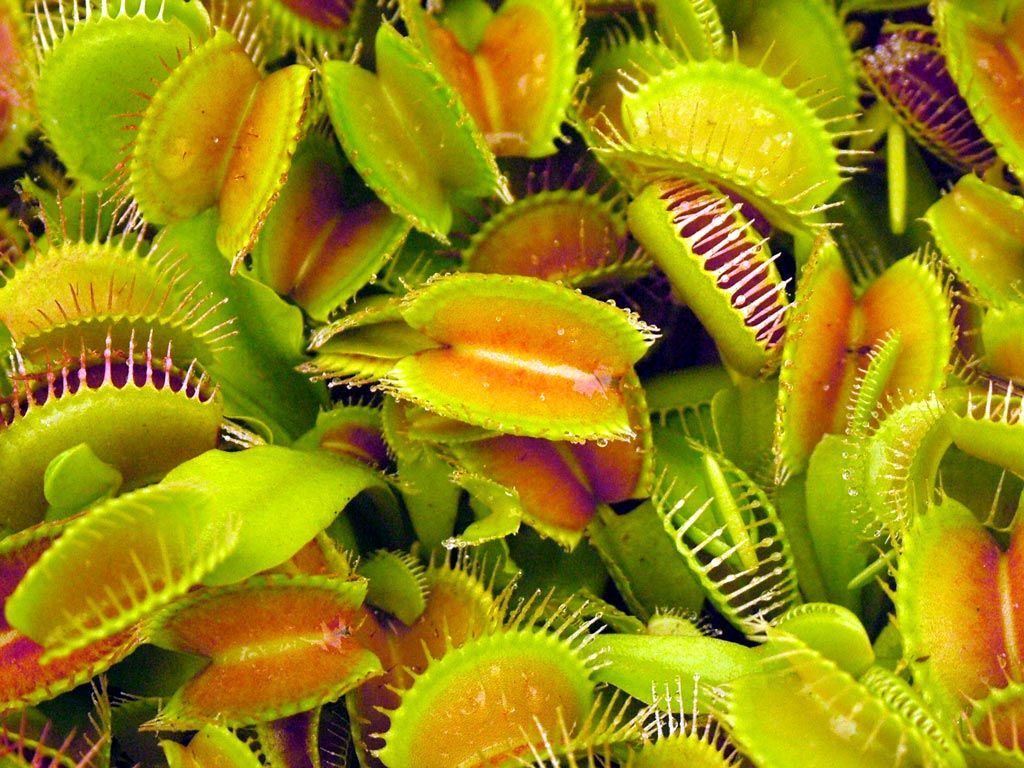 The Hunting Strategies of Carnivorous Plants. Endangered plants
