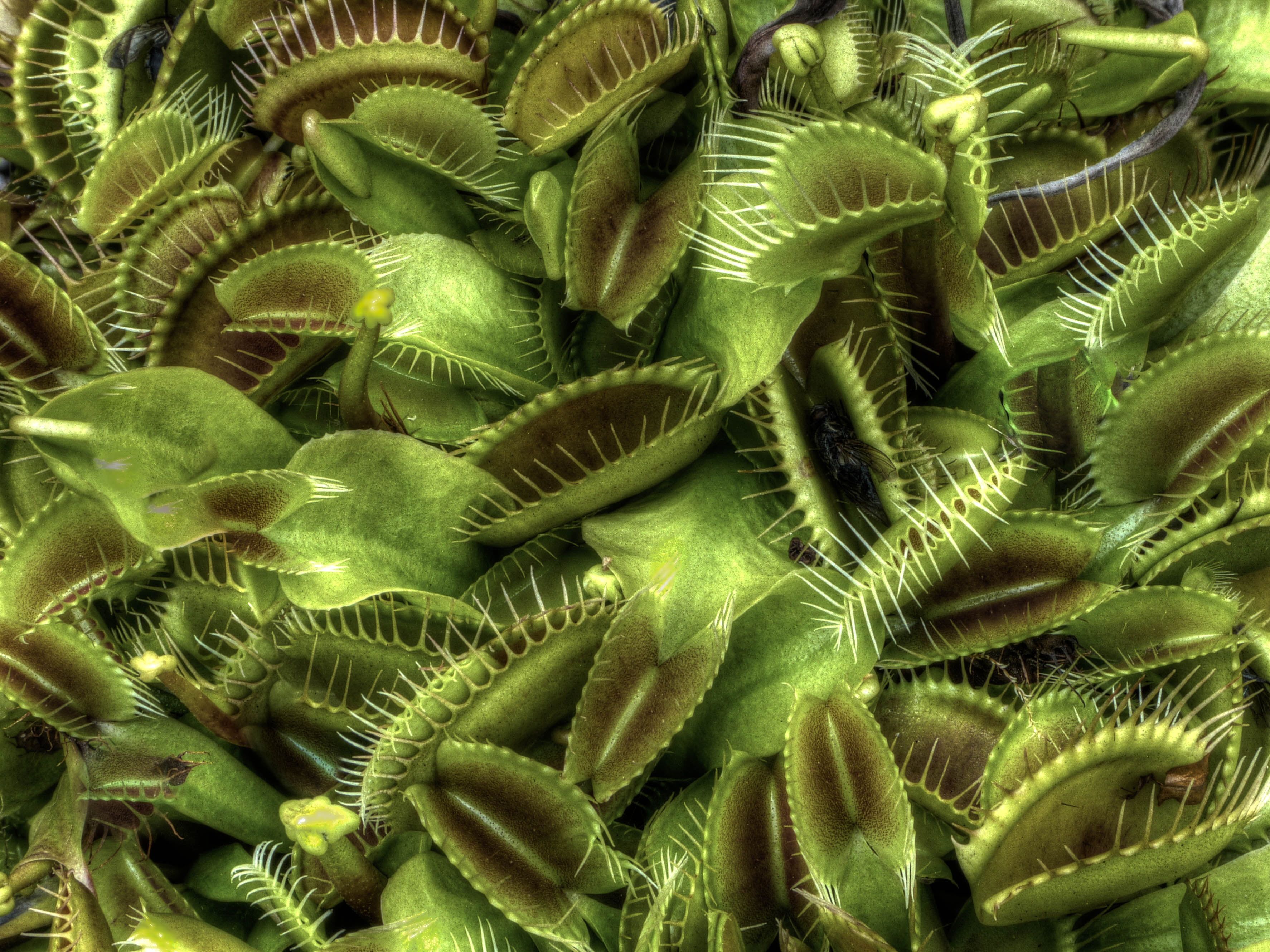 Green Venus Fly Traps closeup photography HD wallpapers.