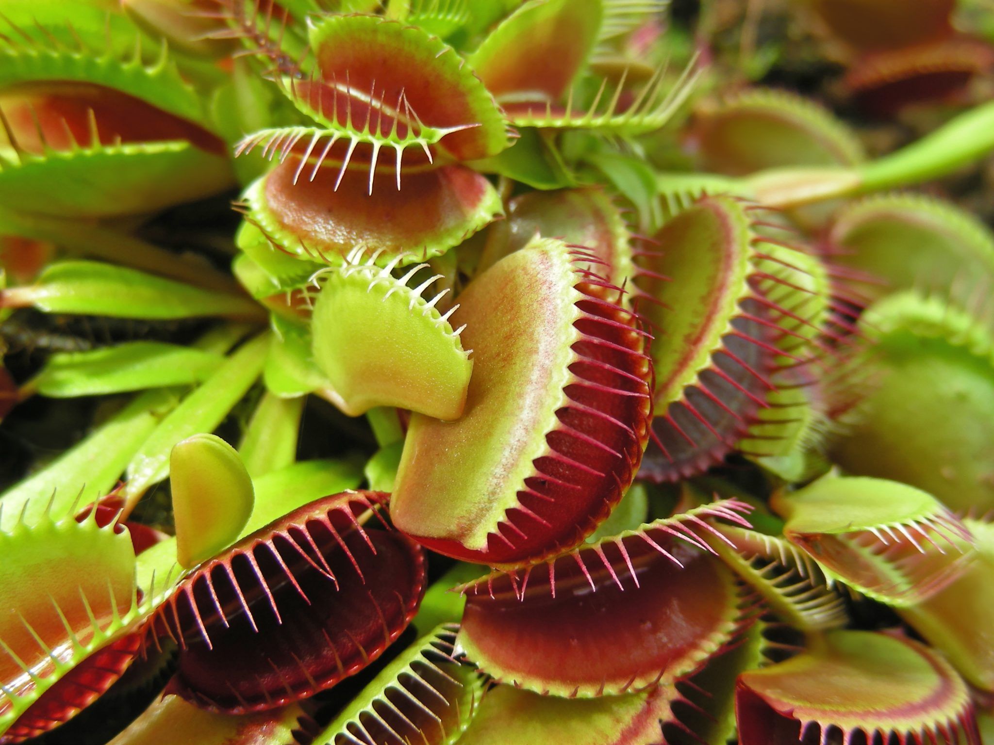 Venus Fly Trap Wallpapers Wallpaper Cave