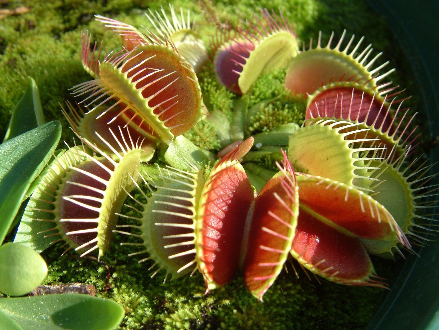 Venus Fly Trap Live Wallpaper for Android