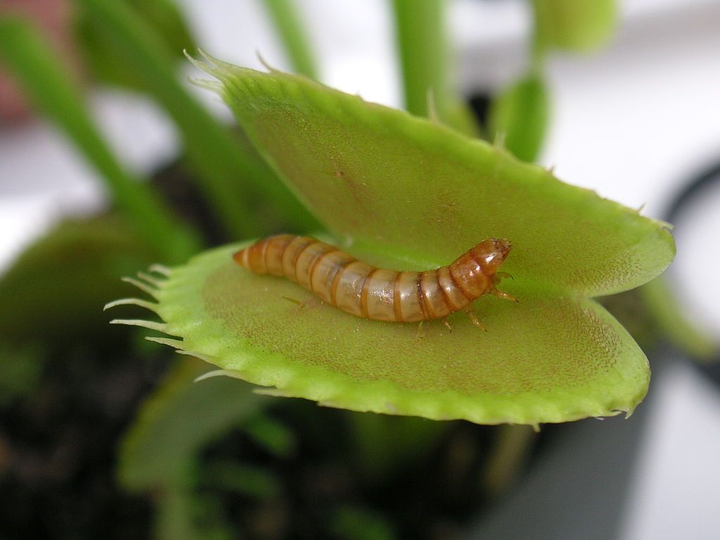 The carnivorous Venus flytrap is easy to propagate