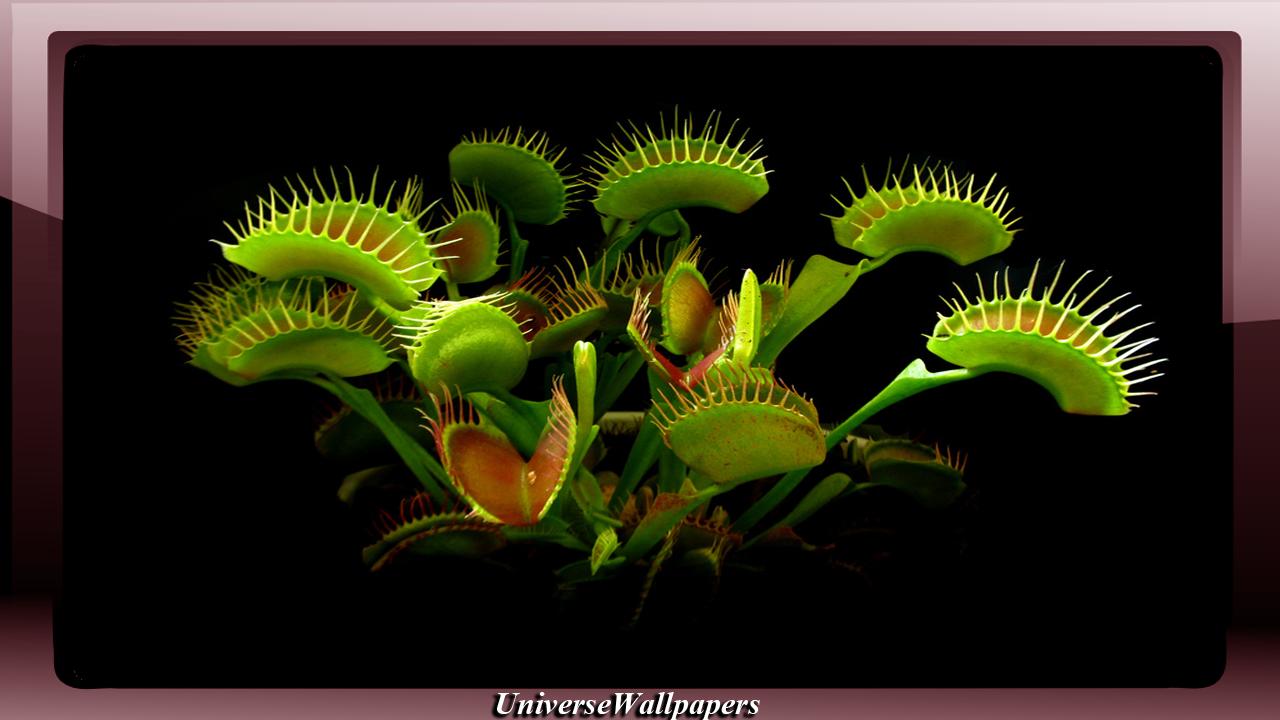 Venus Fly Trap Wallpapers - Wallpaper Cave