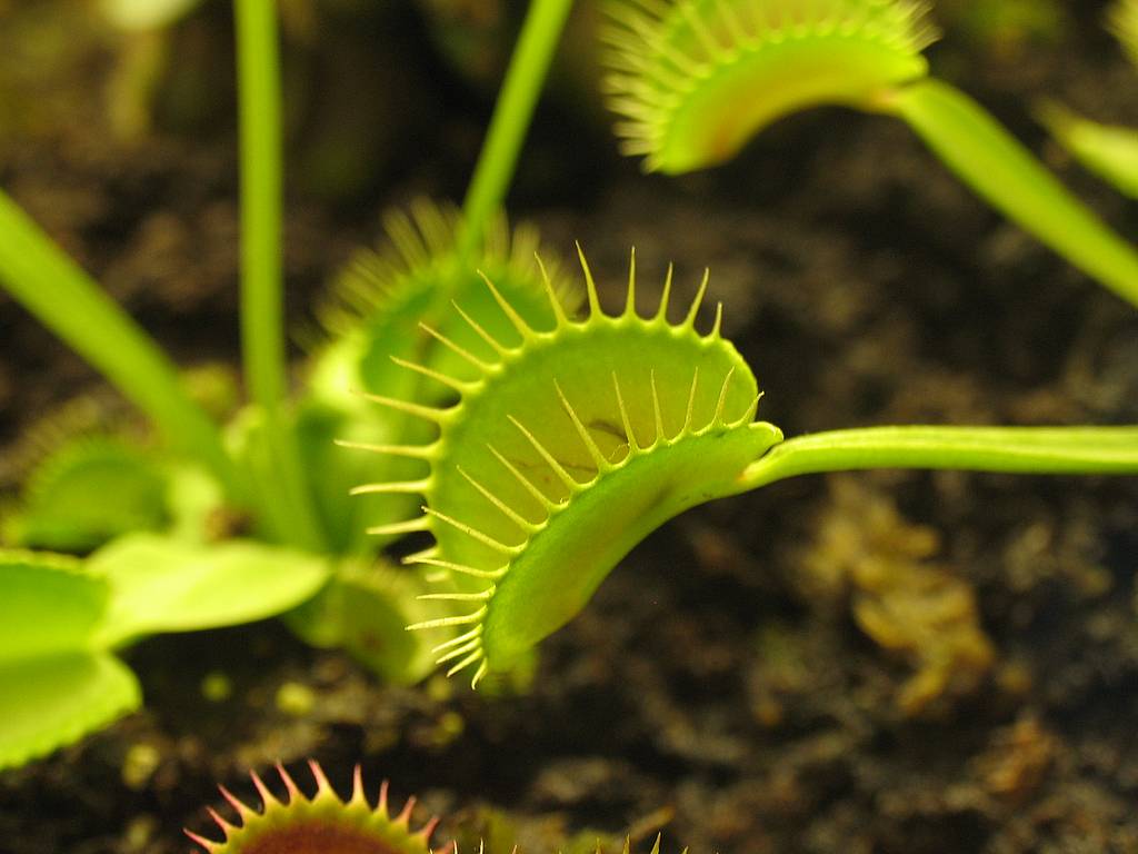 Free download Venus flytrap Wallpaper and Background Image