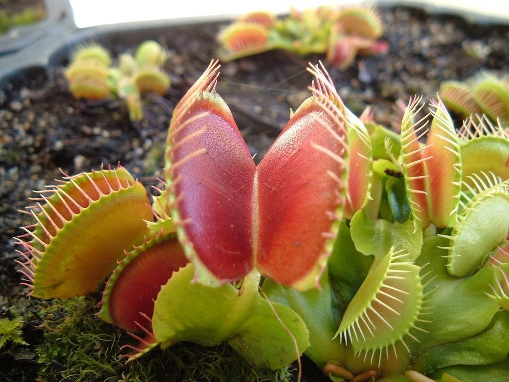 Venus Fly Trap Live Wallpaper for Android