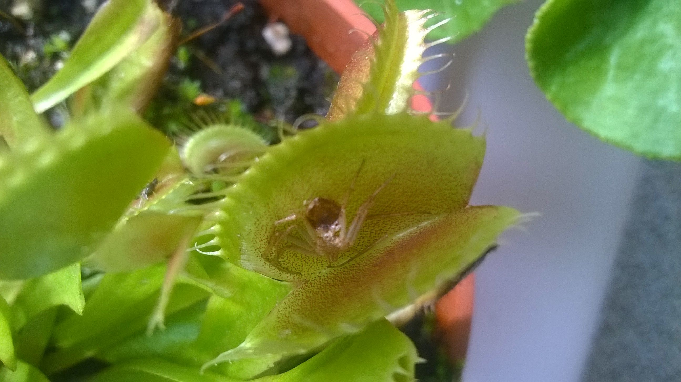 Venus Fly Trap Wallpapers - Wallpaper Cave