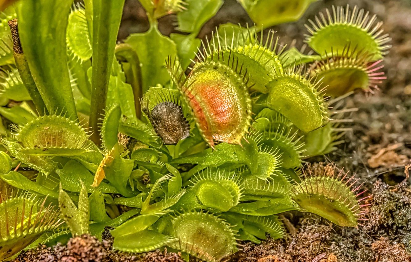 Wallpaper leaves, plant, Venus flytrap image for desktop, section