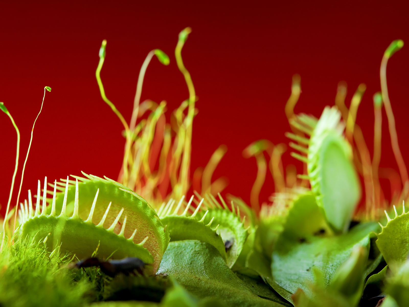 Venus Fly Trap. Carnivorous plants, Trees to plant, Venus fly trap