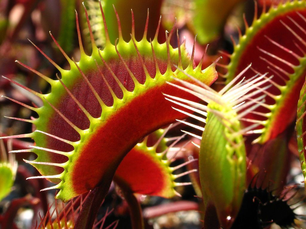 GARDENING WITH THE MASTERS: Venus flytraps and sundews are