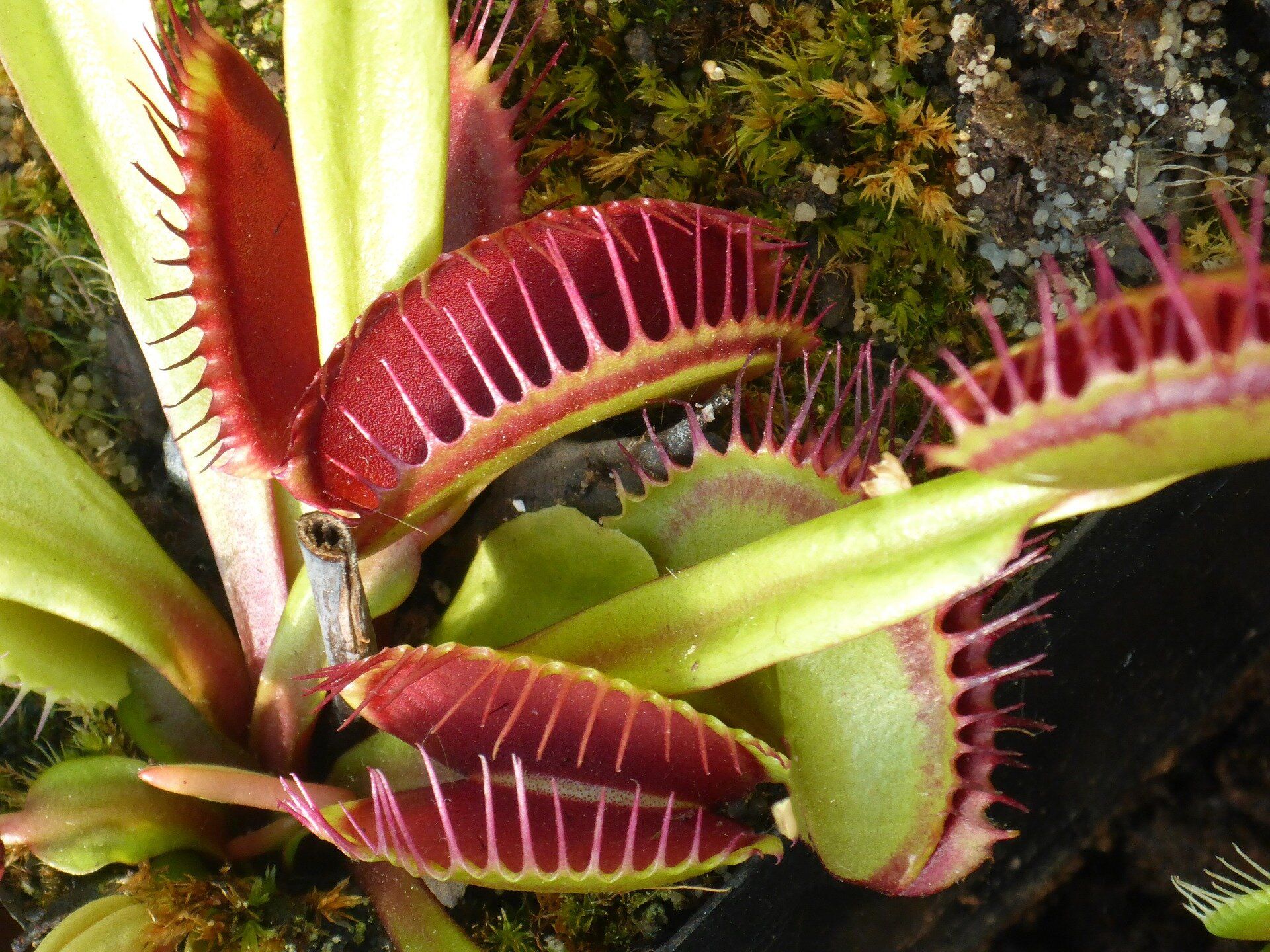 Venus Flytrap 'teeth' Form A 'horrid Prison' For Medium Sized Prey
