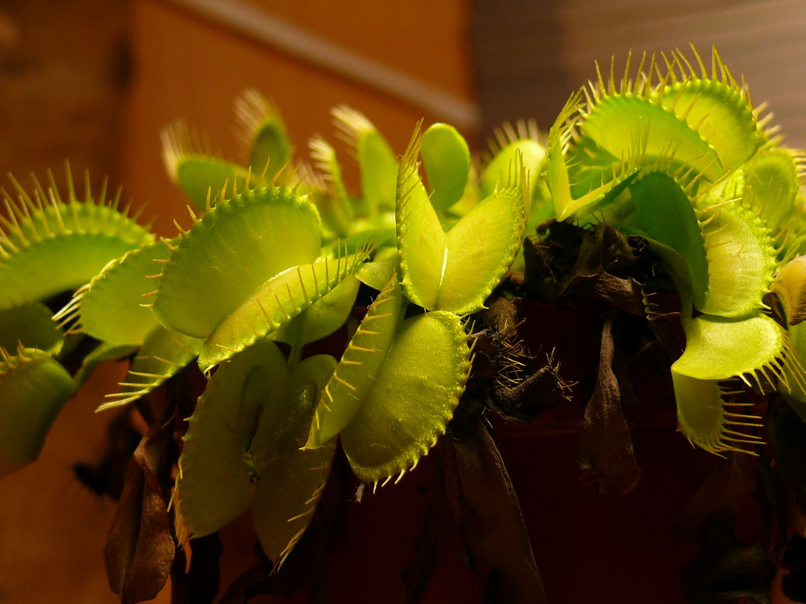 venus flytrap (dionaea muscipula) wallpaper. Aqua Terra Carnivora