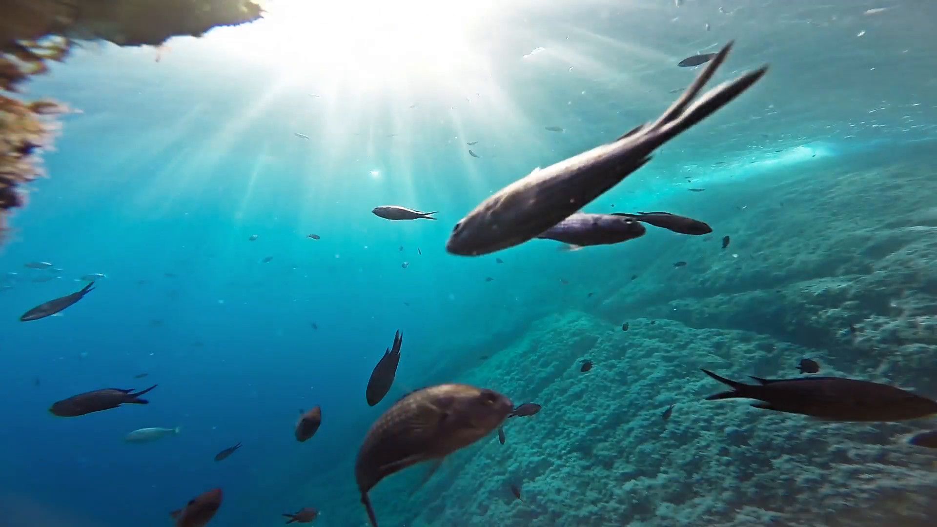 Underwater Background