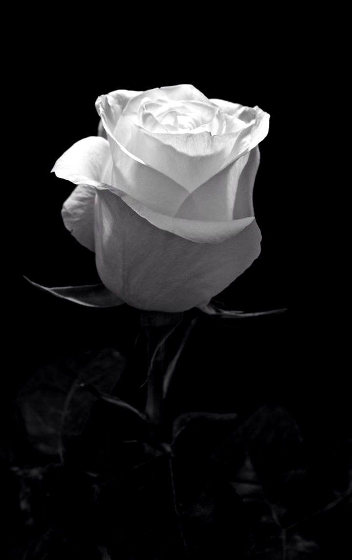 I LOVE YOU My King. Black and white roses, Black and white painting