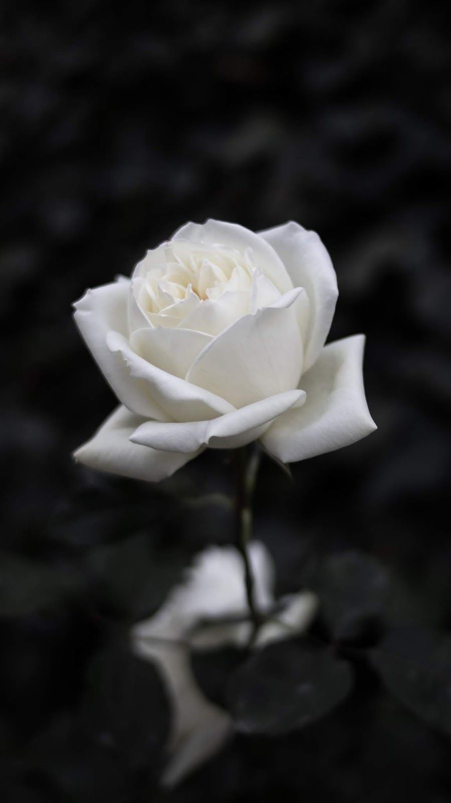 White rose. Rose flower wallpaper, Dark background