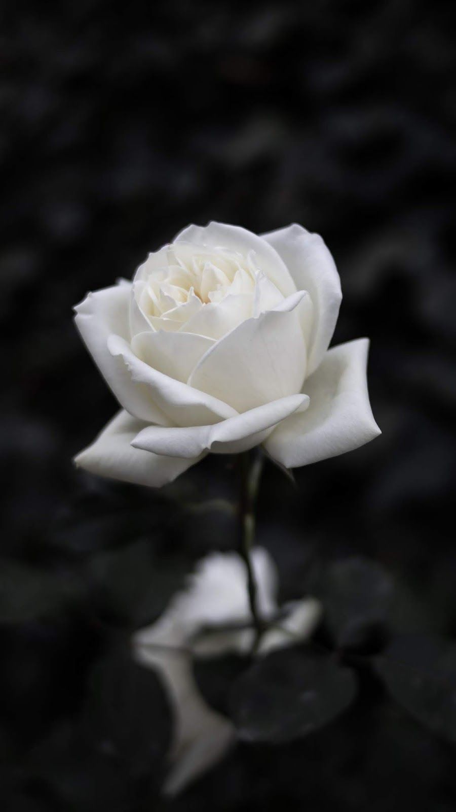 Featured image of post The Best 27 Rose Black And White Aesthetic Wallpaper