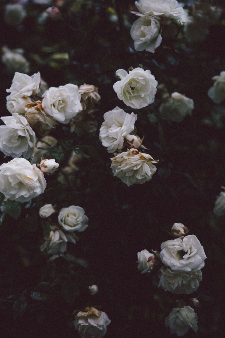 helena la petite. Dark flowers, Flower aesthetic, Flowers photography
