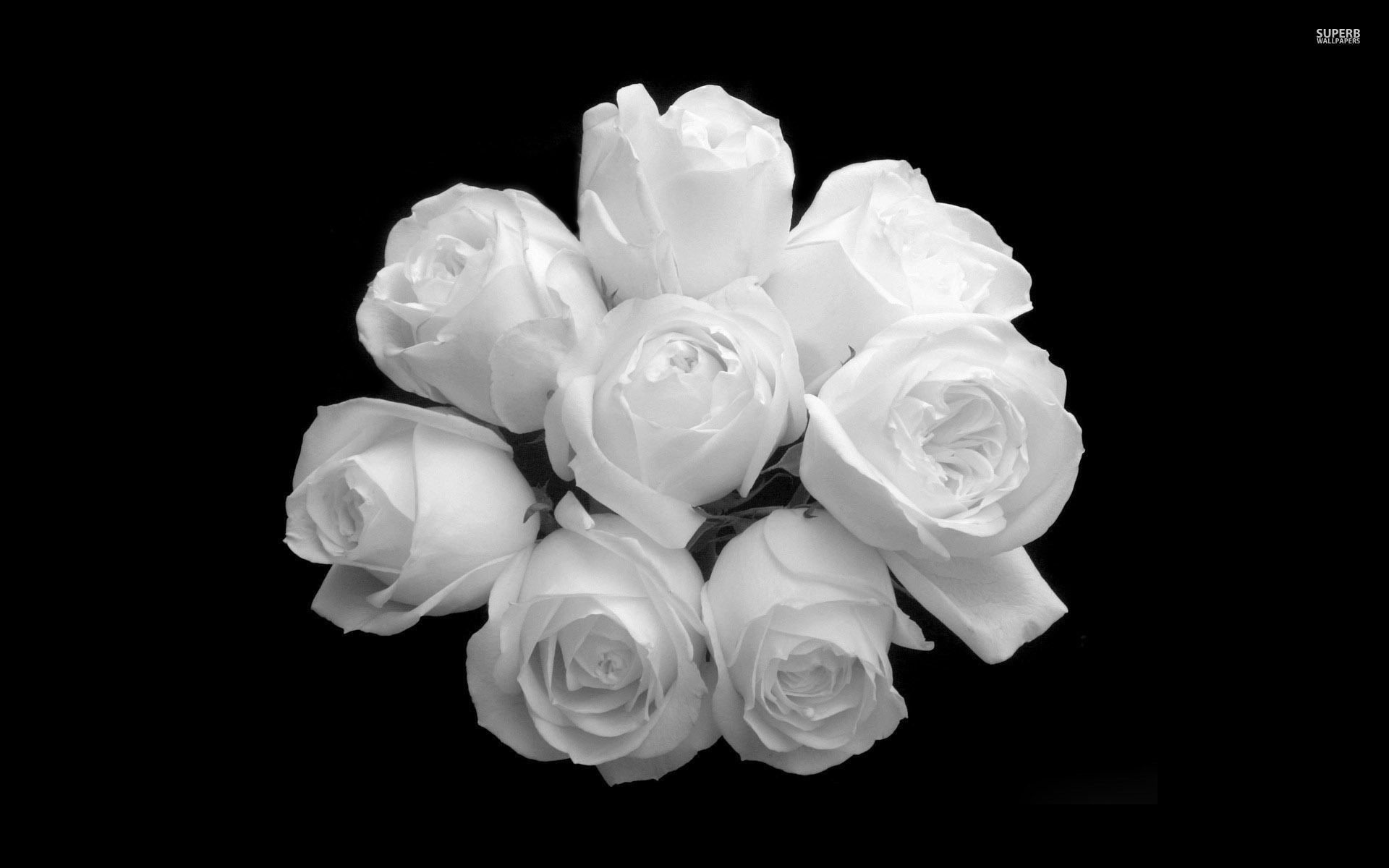 Black and White Rose Wallpaper