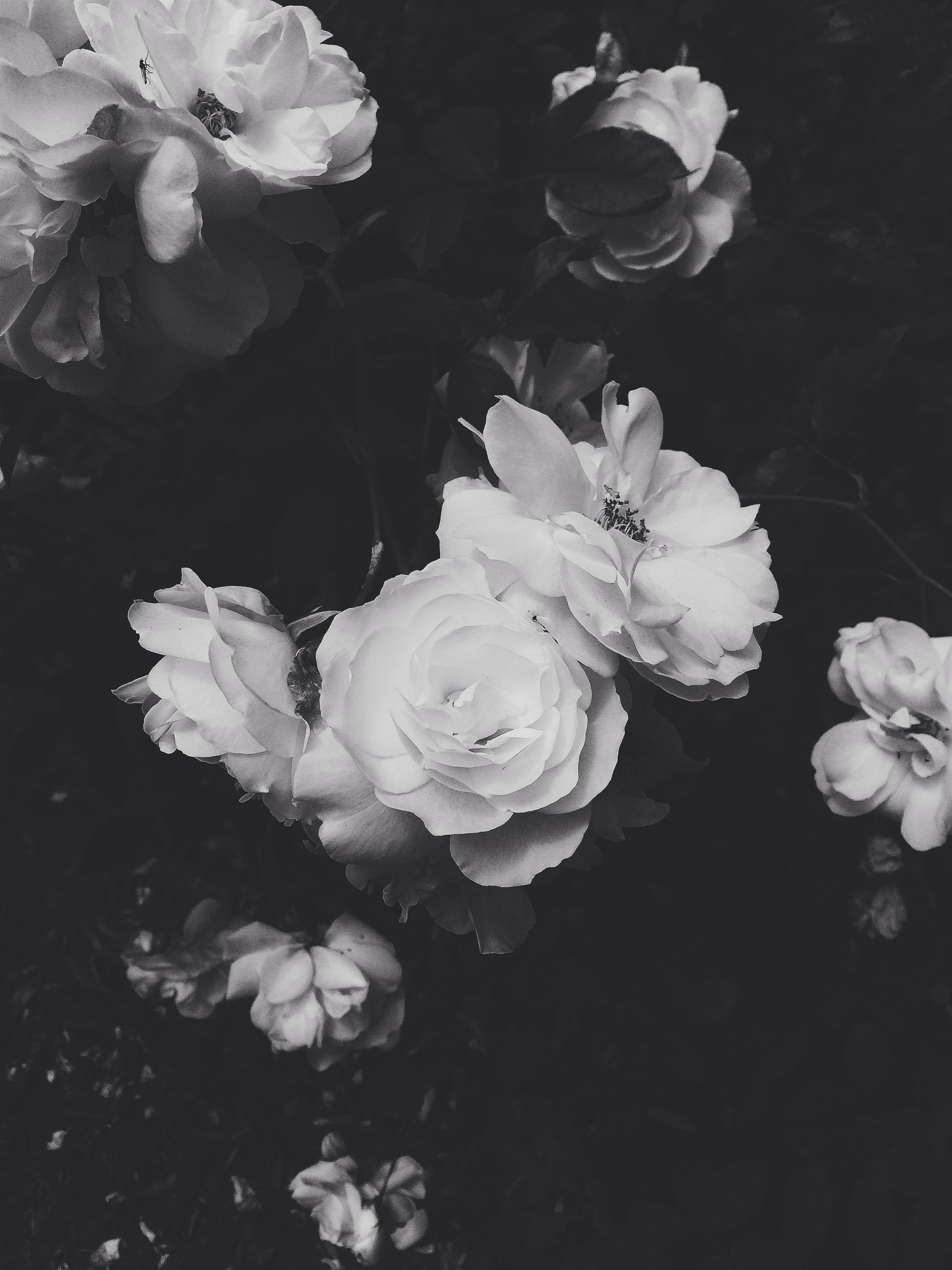  Black  And White  Aesthetic  Roses Wallpapers  Wallpaper  Cave
