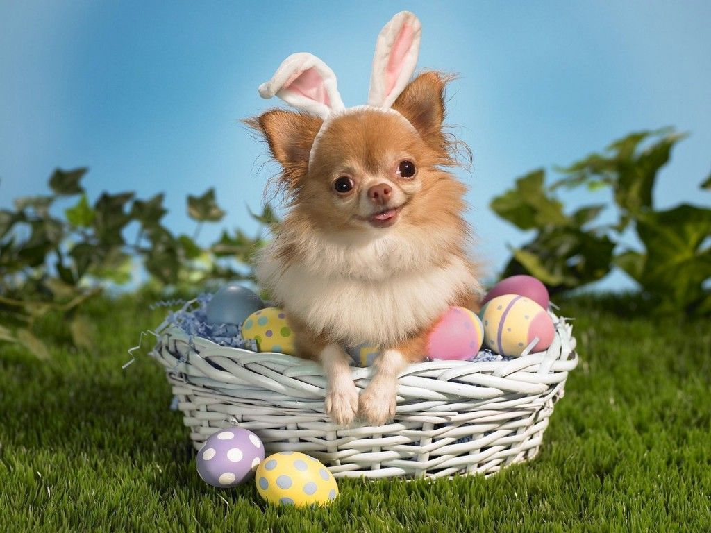 cute easter animals
