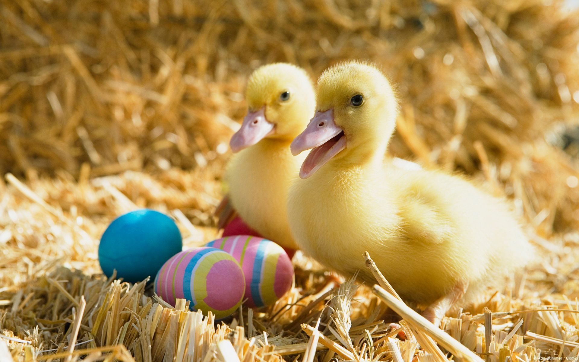 ♥ Easter Animals & Pets ♥ ideas. animals, pets, easter