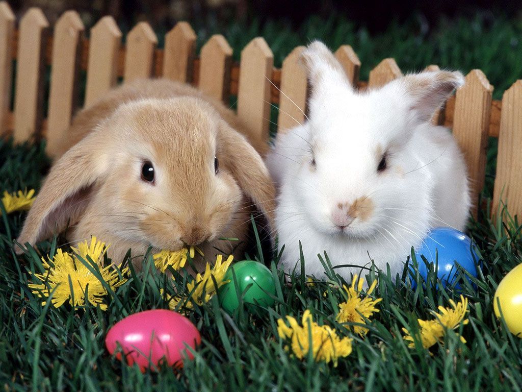 Pleasing Cute Easter Picture With Rabbits Wallpaper Animal Wallpaper Gallery. Easter bunny picture, Cute easter picture, Easter bunny image