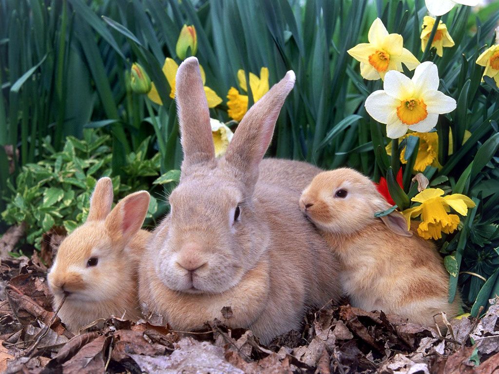 Easter Wallpaper with Cute Animals