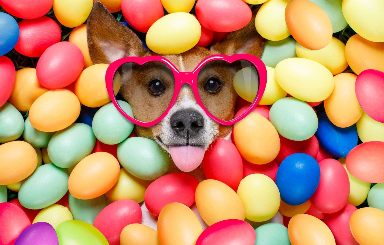 Wallpaper dog, colorful, glasses, Easter, hearts, happy, dog