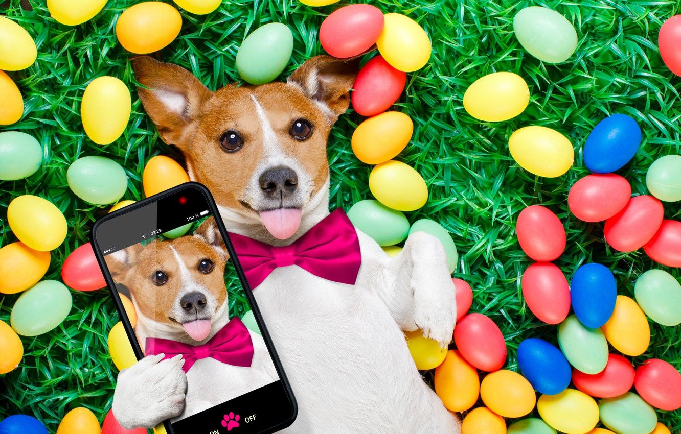 Egg Dog Wallpaper