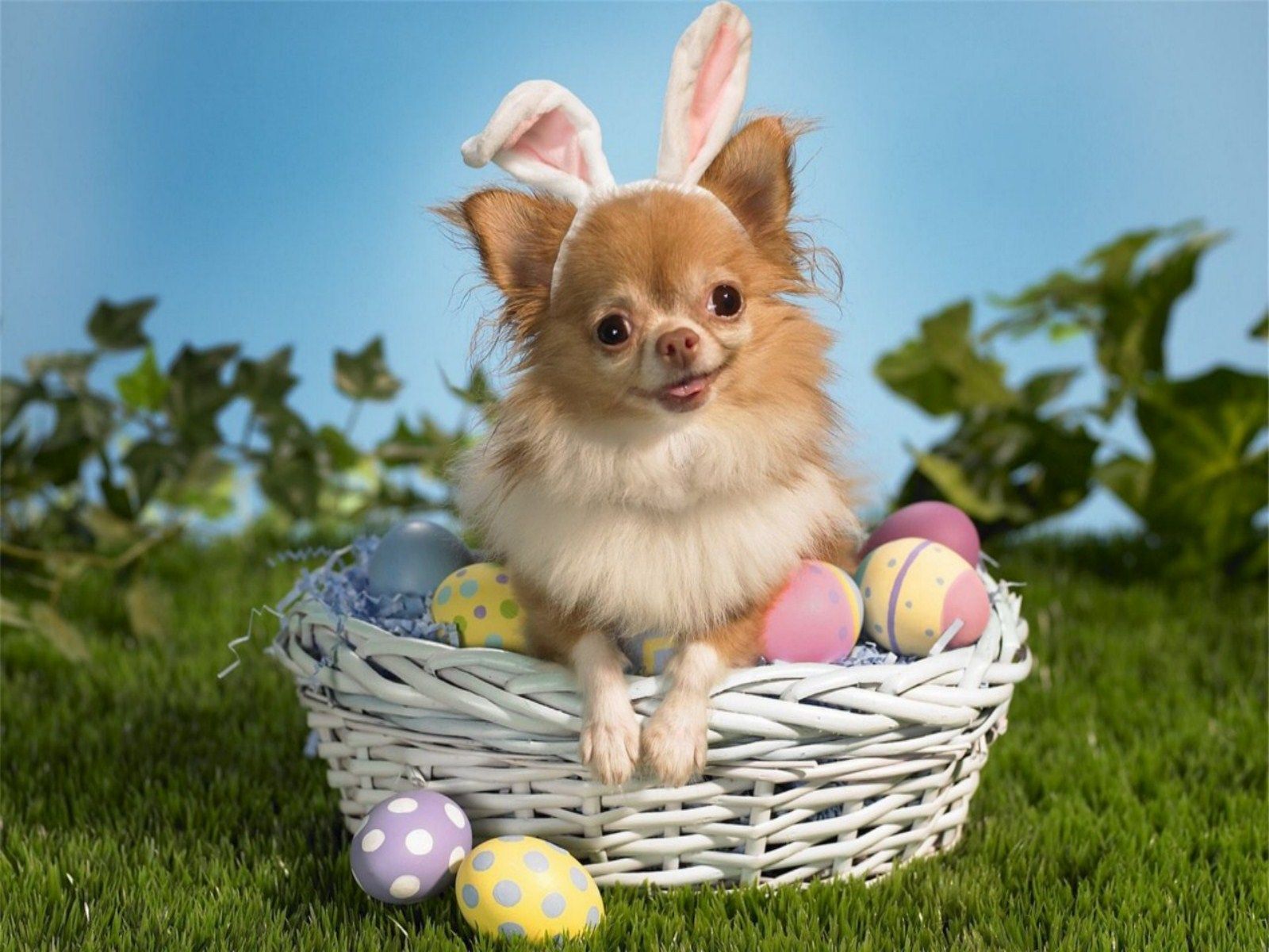 Easter Dog. Free Download HD Happy Easter Dog iPhone Wallpaper