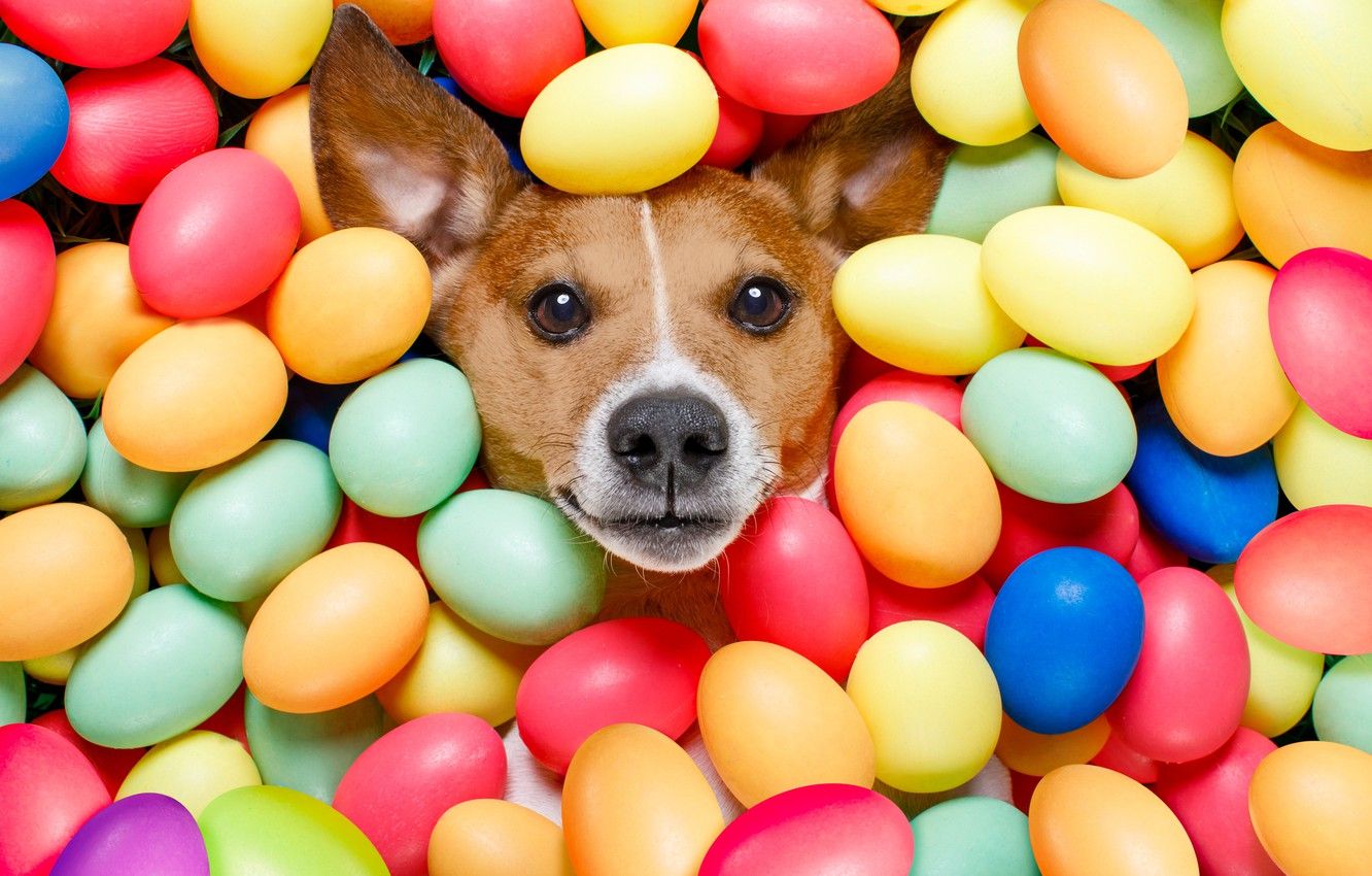 Wallpaper dog, colorful, Easter, happy, dog, Easter, eggs, holiday