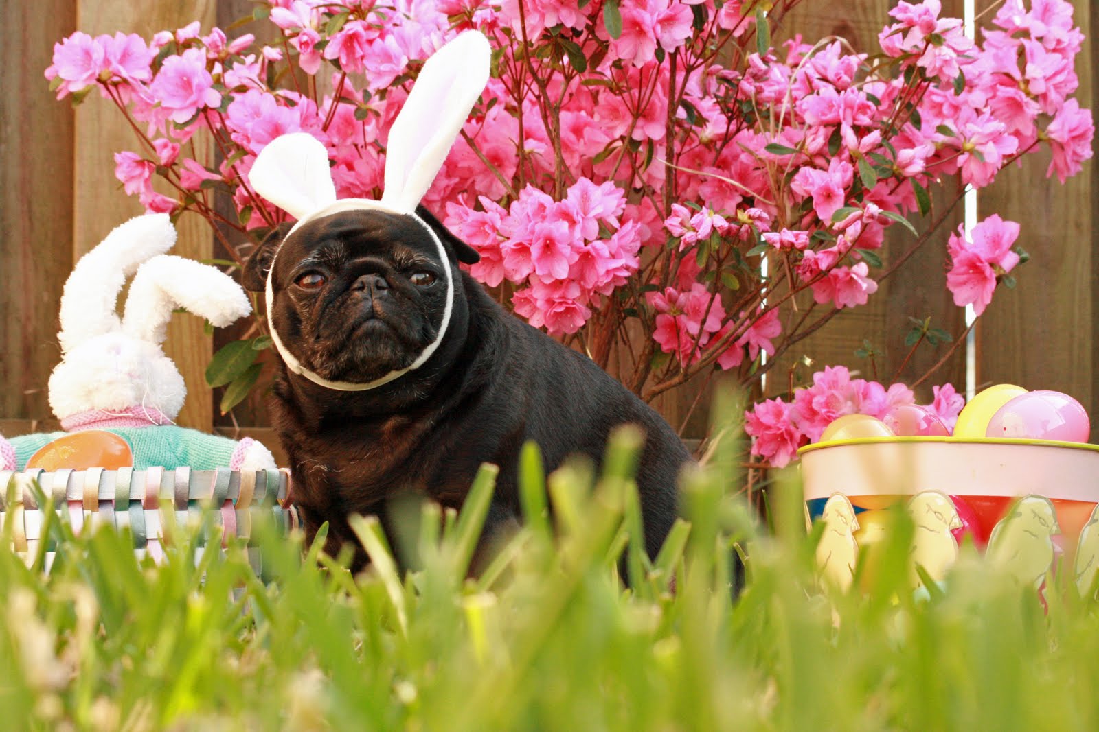 Easter Pug in the grass photo and wallpaper. Beautiful Easter Pug